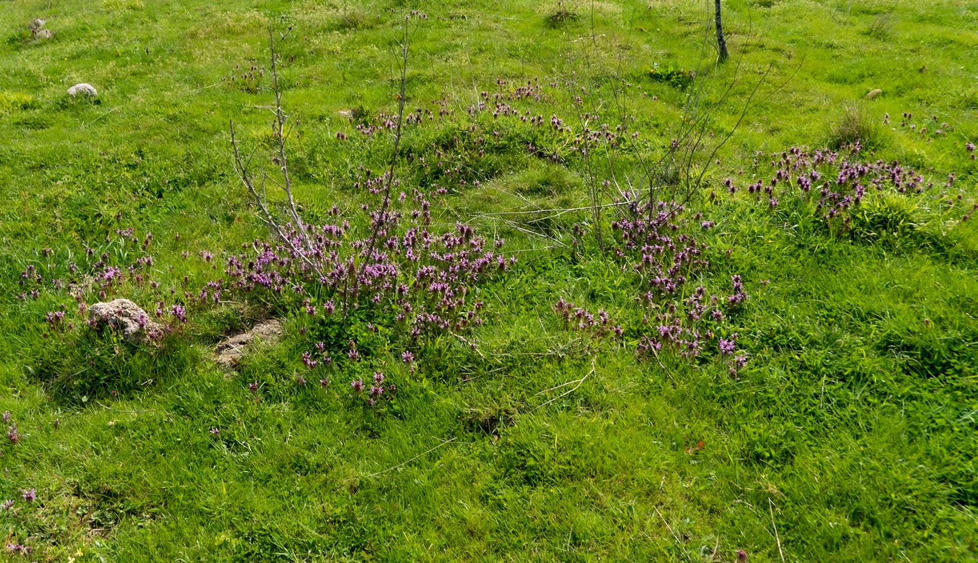 between Deǧirmen’s western tributary stream valley and Kozlu stream valley: violet flowers