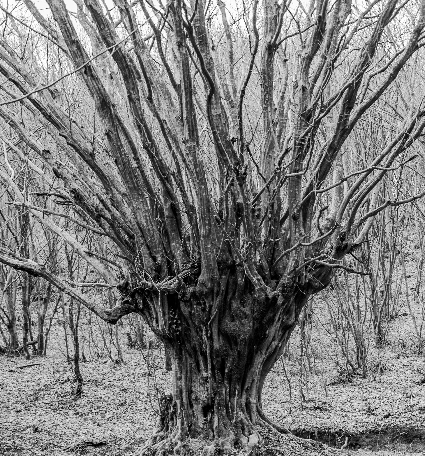 Kozu Deresi valleys: old tree