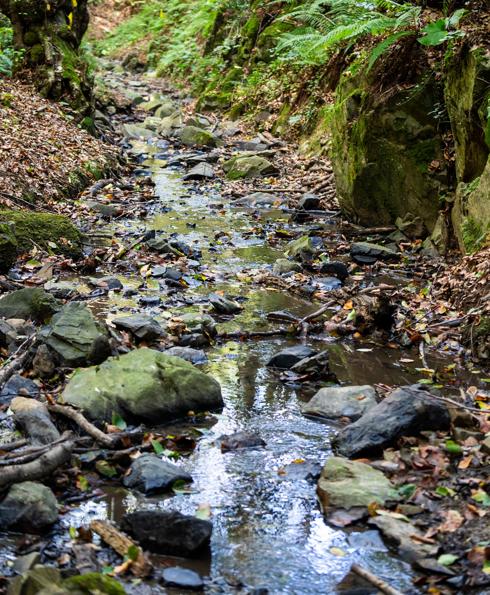 Zerzevat east streamwalk: stream