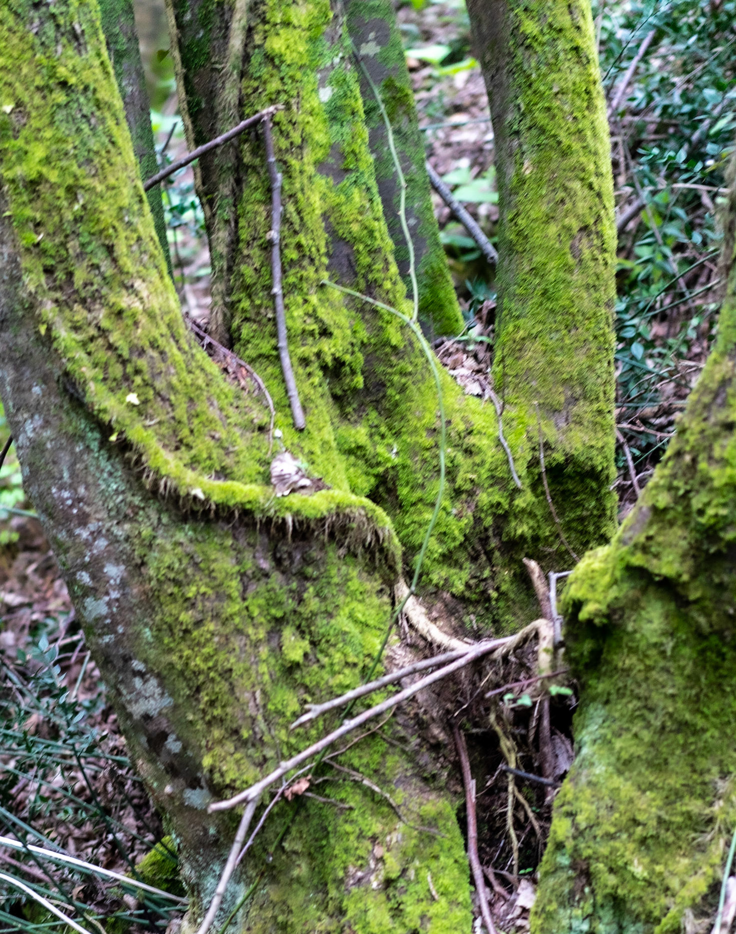 east of Deǧirmen reservoir: hand tree