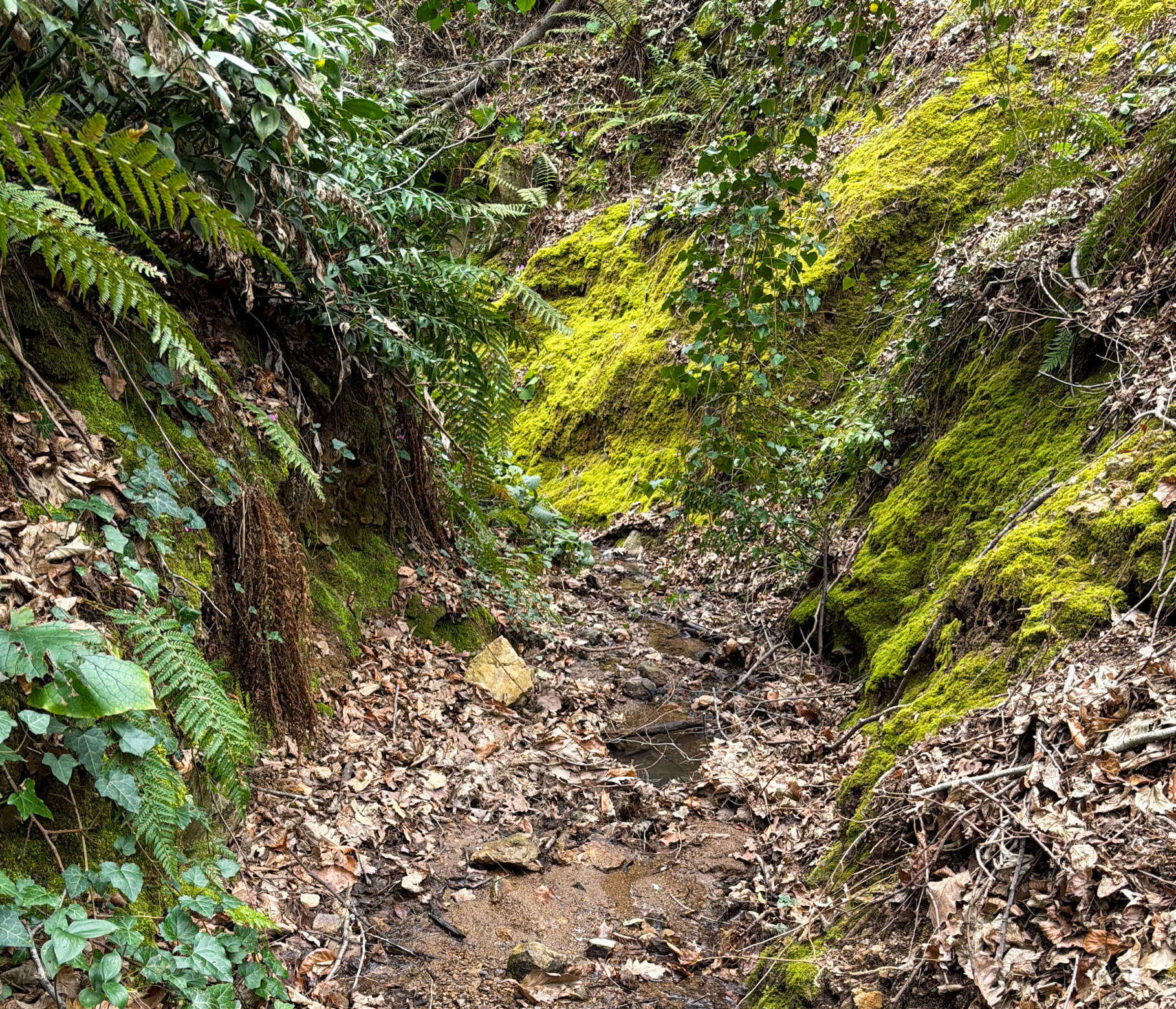 Dolap stream descent: stream and moss