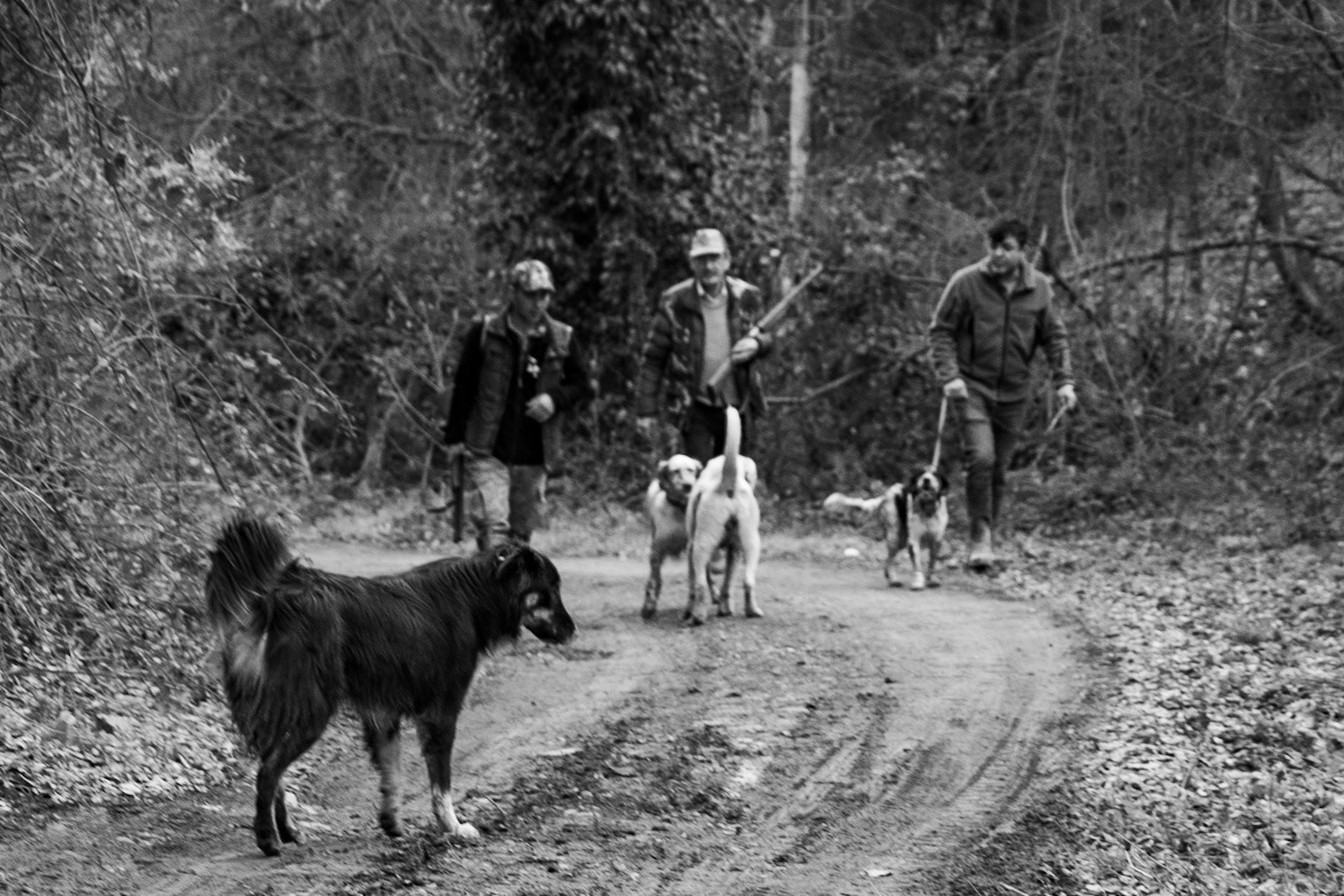 Haçımaşlı wood: hunters - their dogs meet our day-dogs