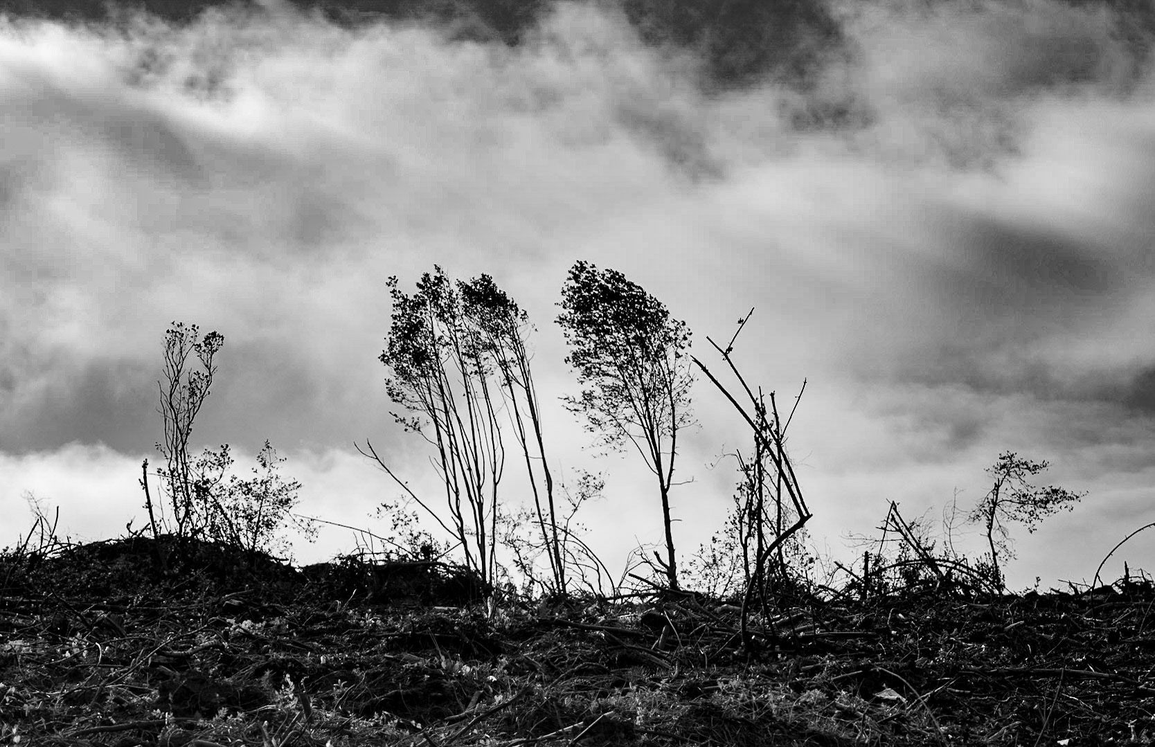 between Riva and Anadolu Feneri: recently-cleared woodland