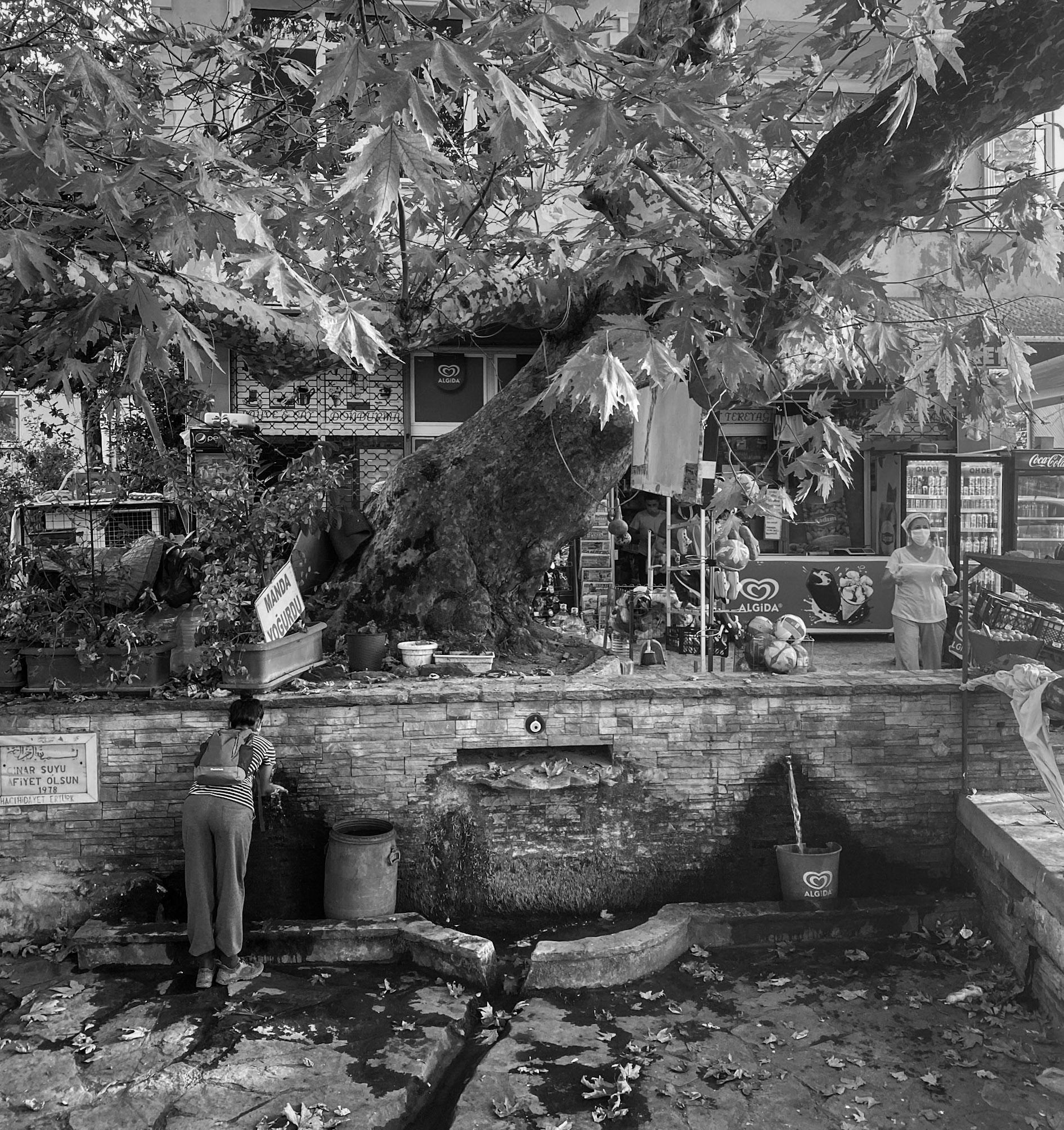 Terkos: fountain and plane tree