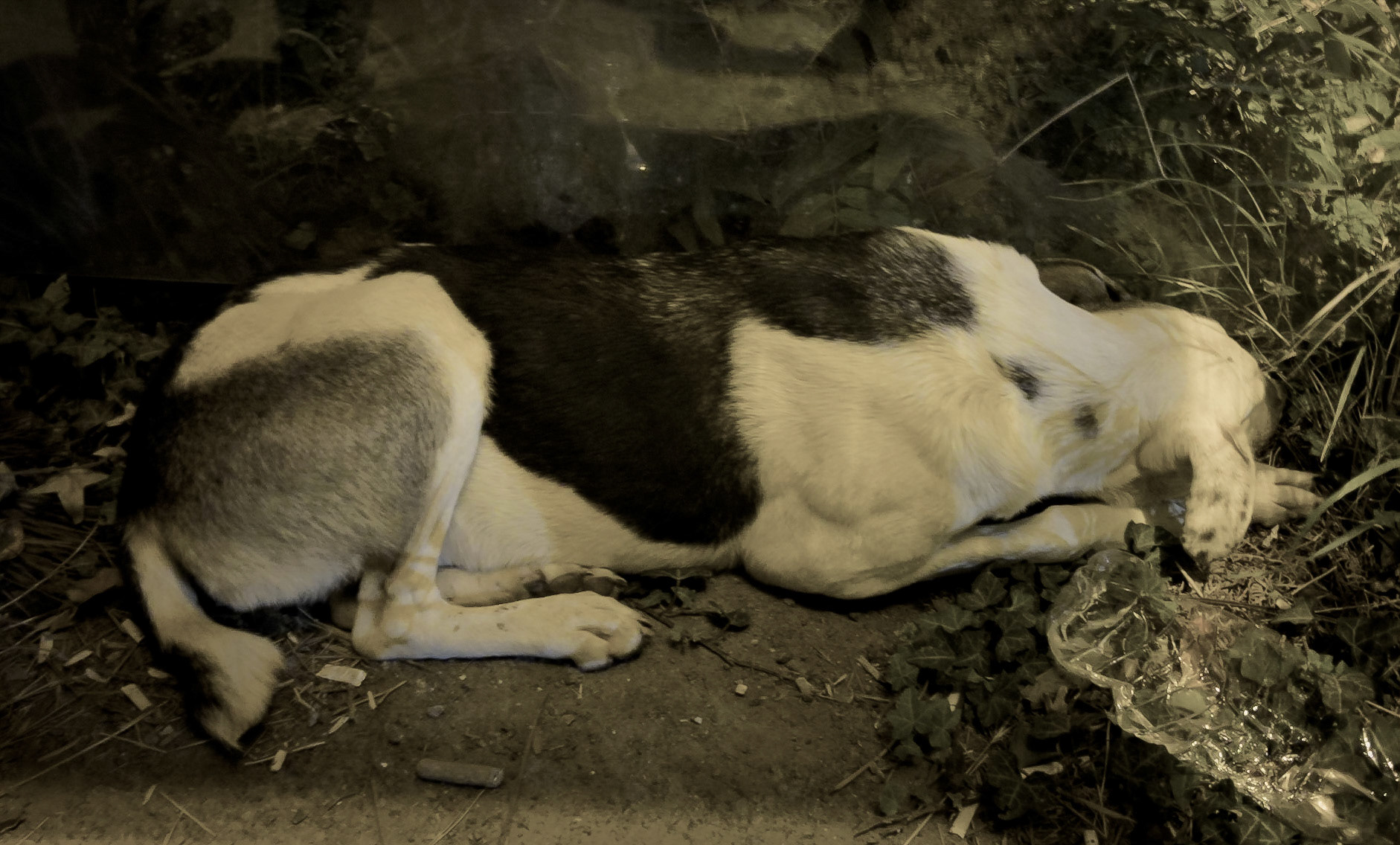 Tokatköy forest: we say a sad goodbye to our daydog at the bus stop outside the army base where we were detained