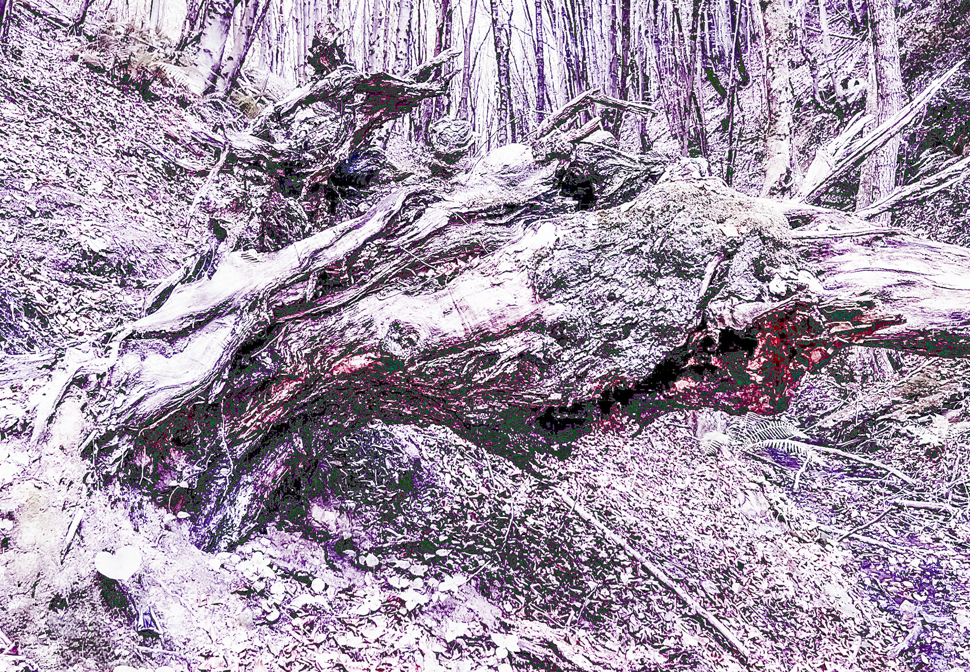 Zerzevat east streamwalk: old tree