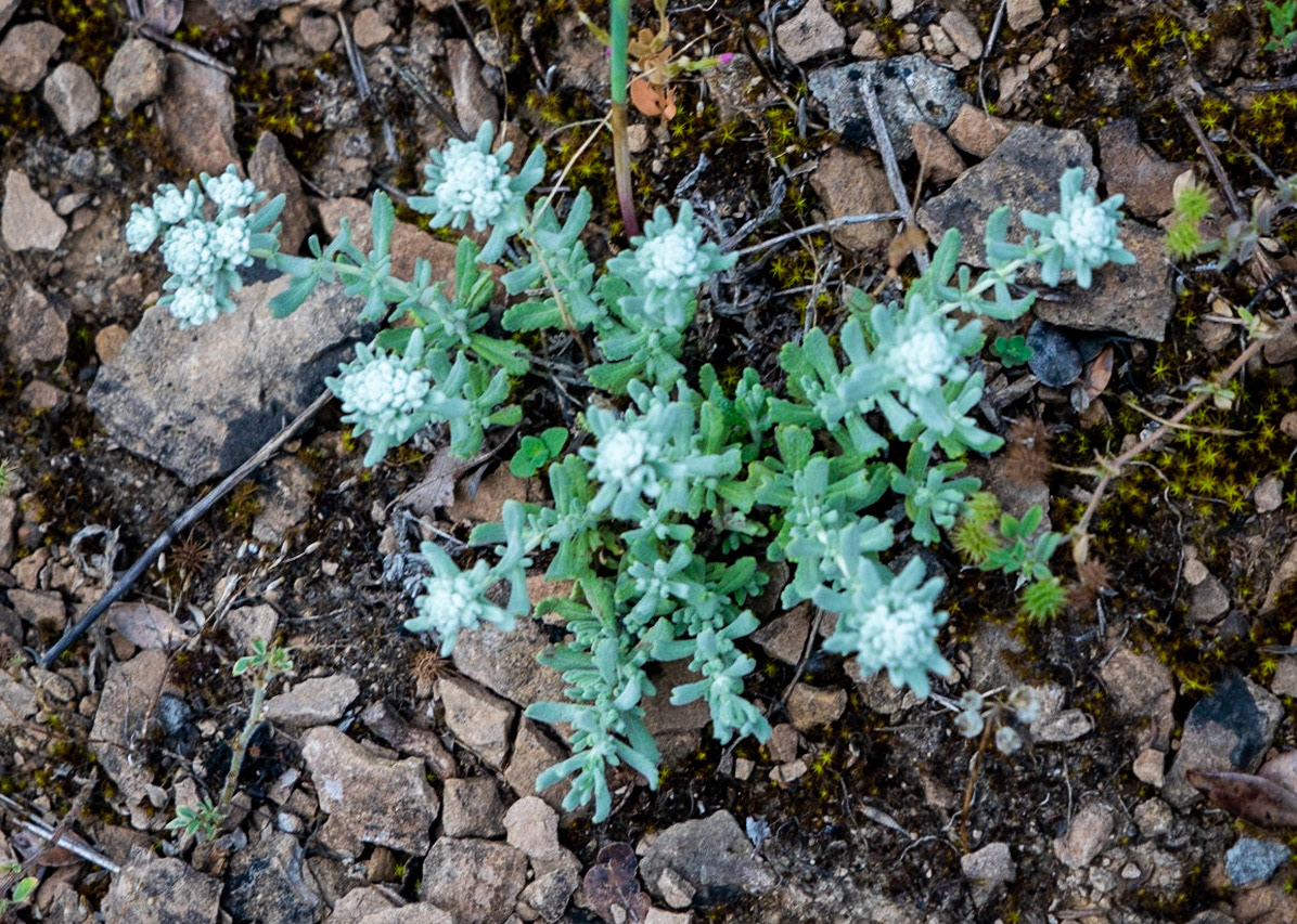 between Hasanlı and Sarıkavak hill: white-flowered succulent (what?)