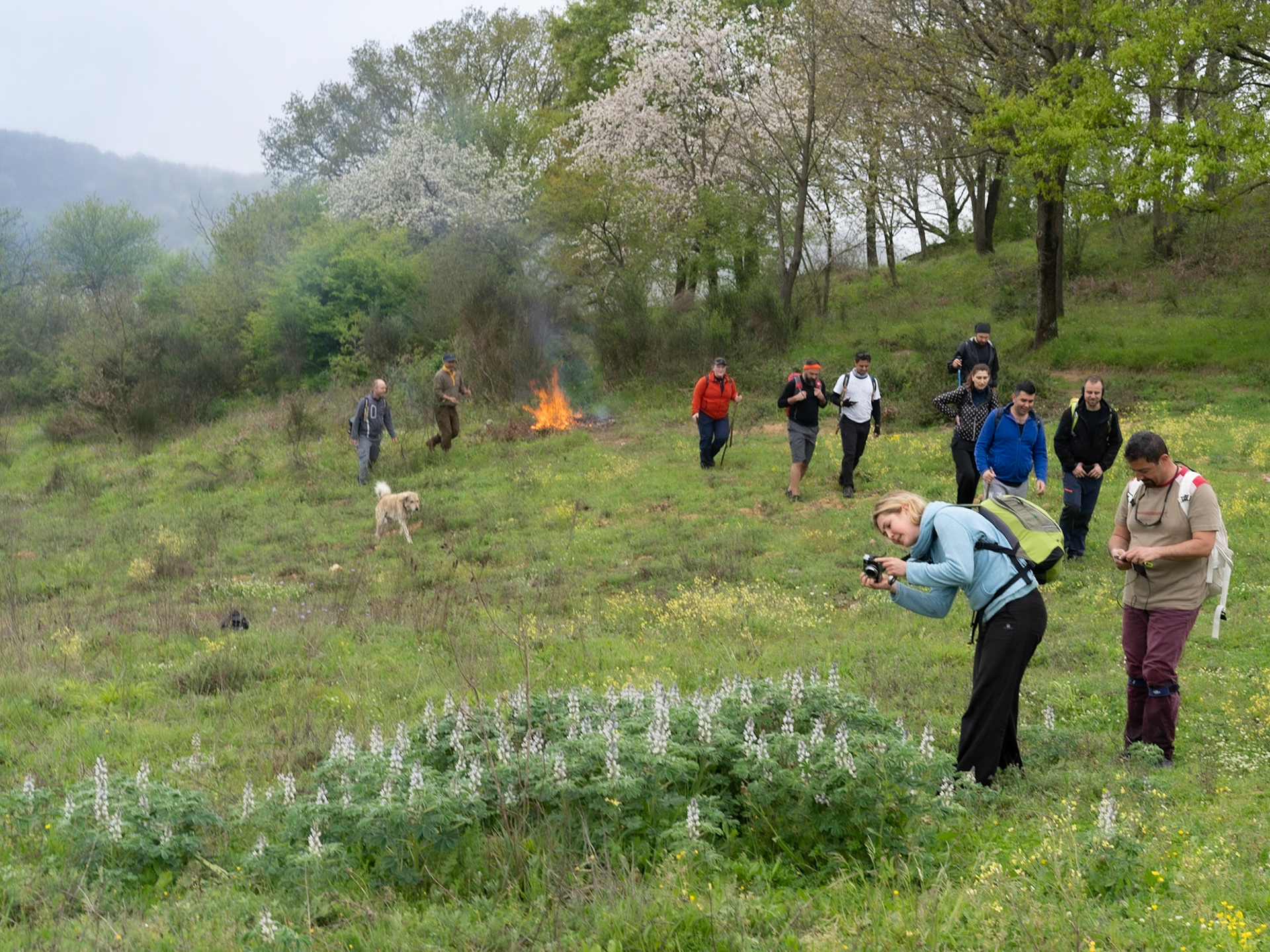 between Bozhane and Kılıçlı Köyü: photographing white flower spikes (what are they?), a fire and a day-dog