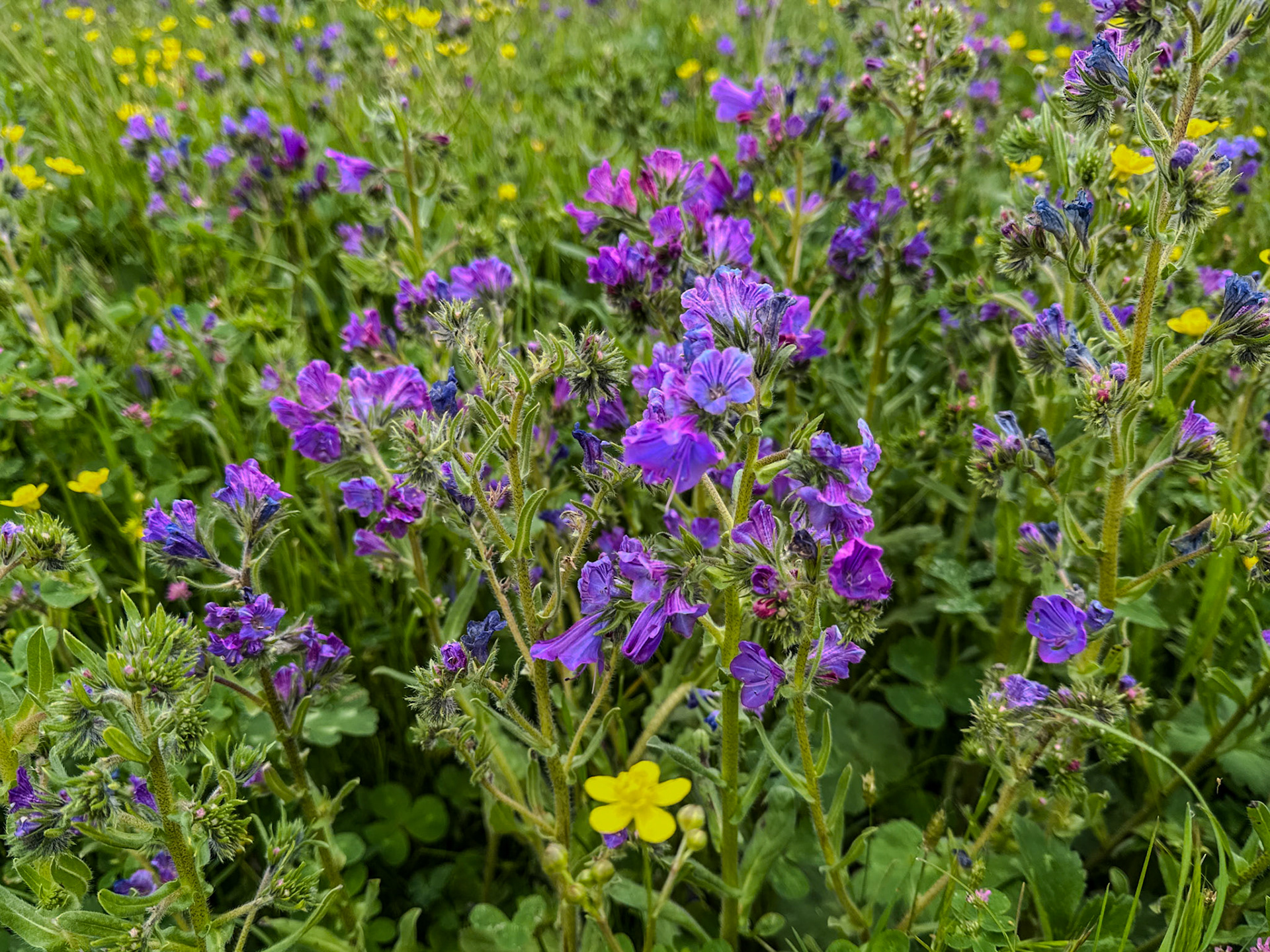 the first Sazlıdere flower meadow: purple flowers (vipers bugloss)