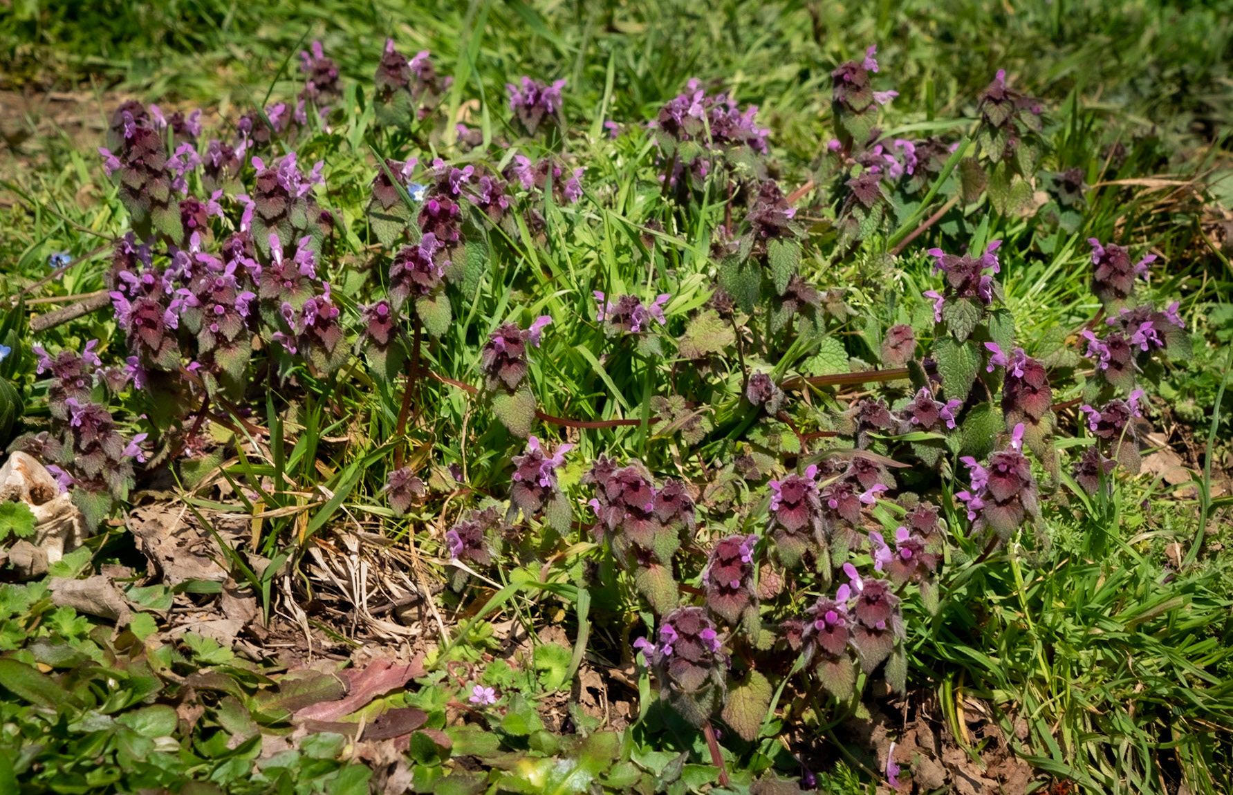 Zerzevat stream valley: pink flowers