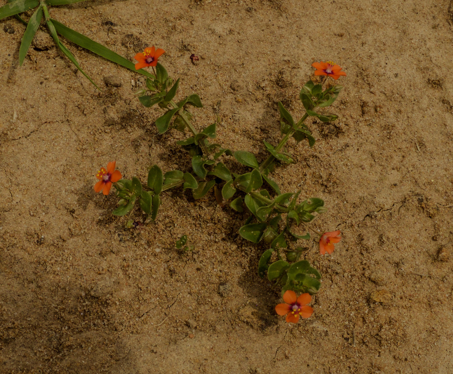 Yeniköy: a scarlet pimpernel in a recently disturbed area of the abandoned opencast mine-workings