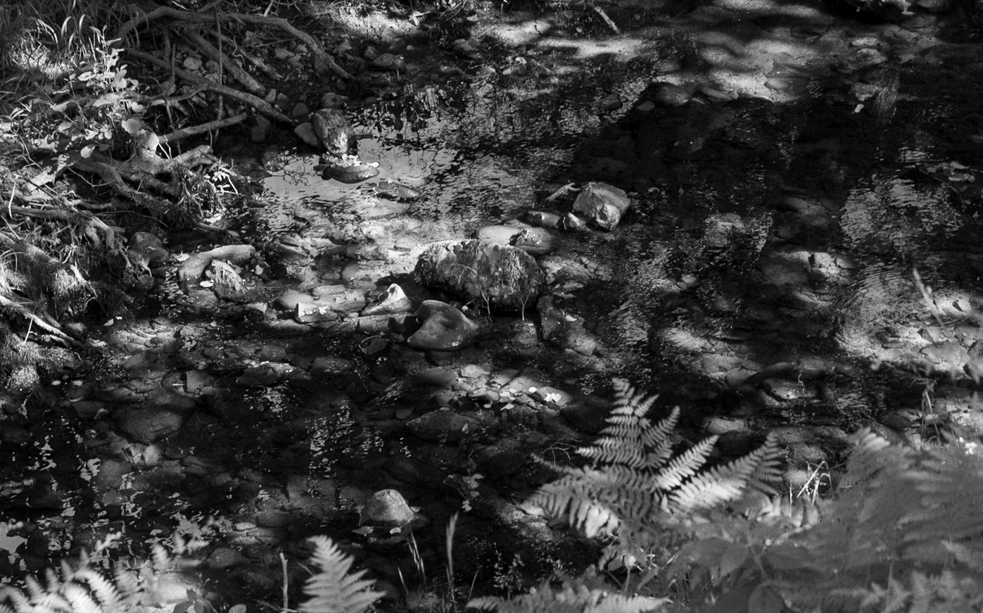 Ezili forest: stream crossing
