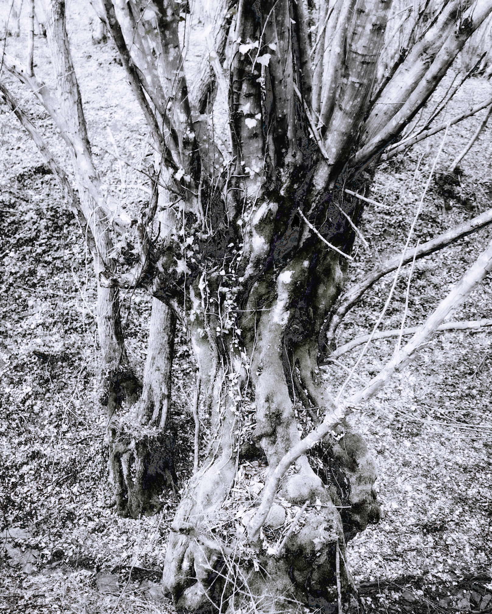 Kozu Deresi valleys: old tree
