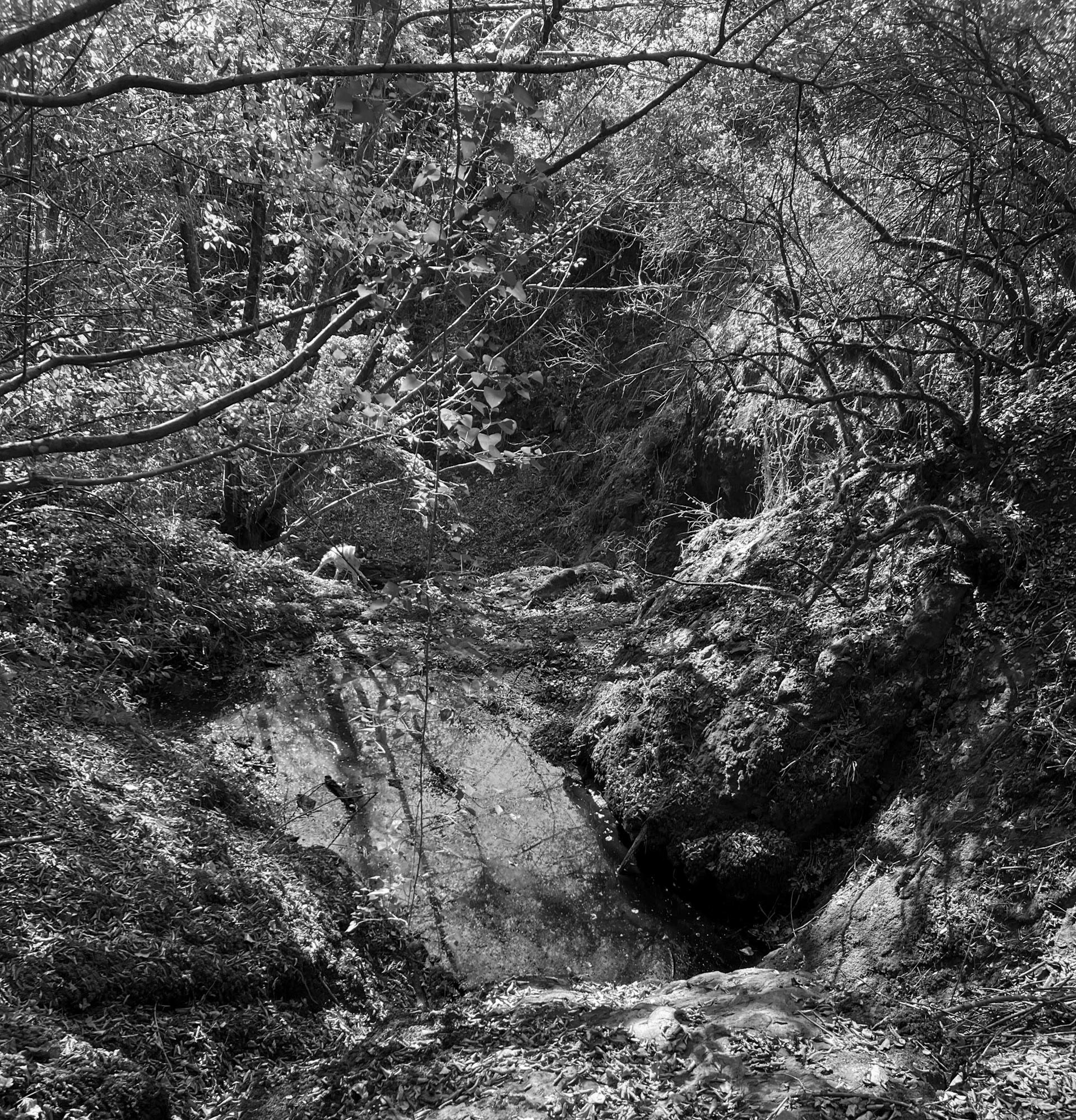 Ayhan Şahenk ledged streambed: downstream steps