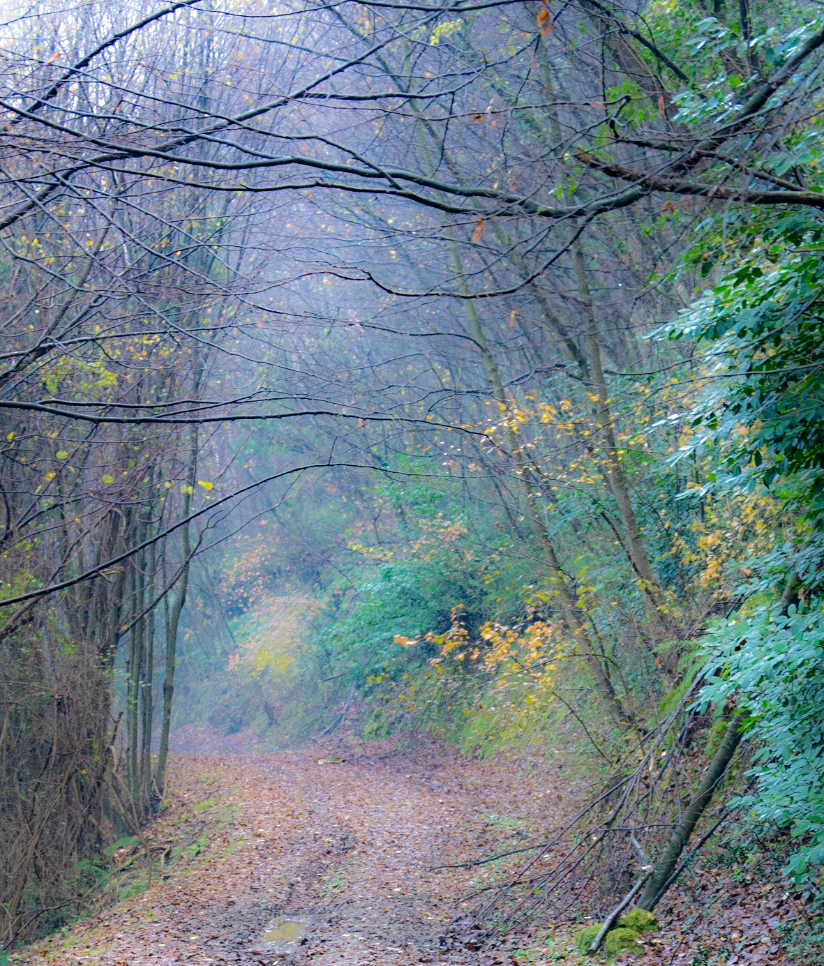 Bozhane forest: autumnal track