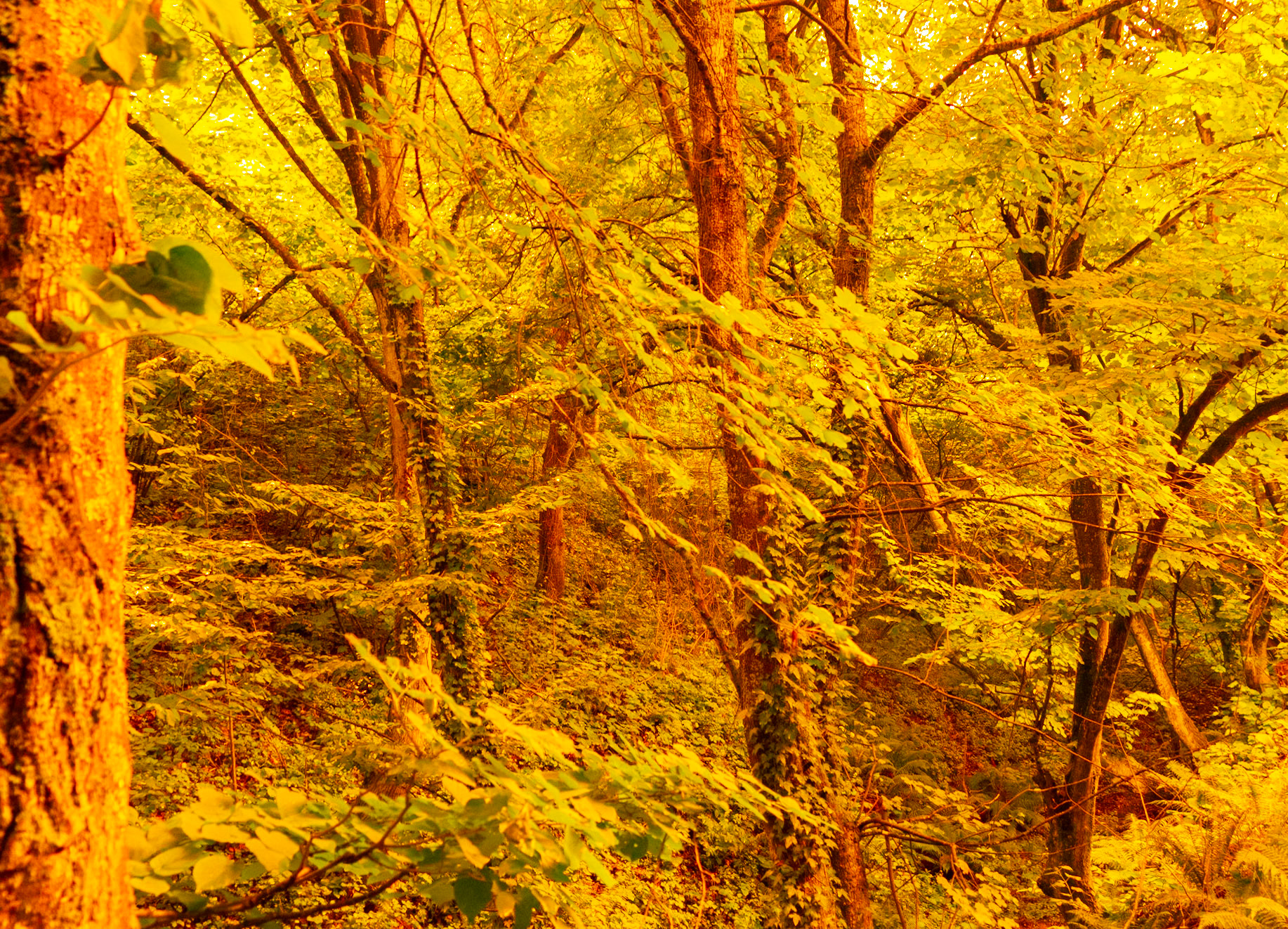 Haçı Maşlı woodland: trees in the steep-sided valley