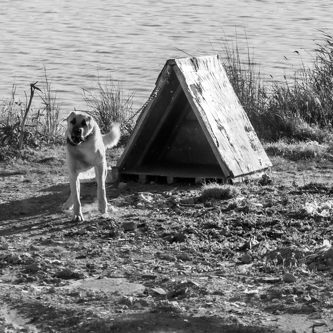 Yarımburgaz city farms: short-chained guard dog