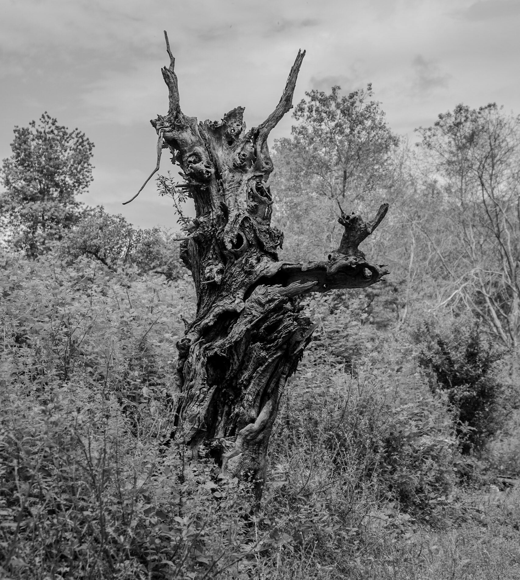 Mahmut Şevket Paşa S hill: dead tree