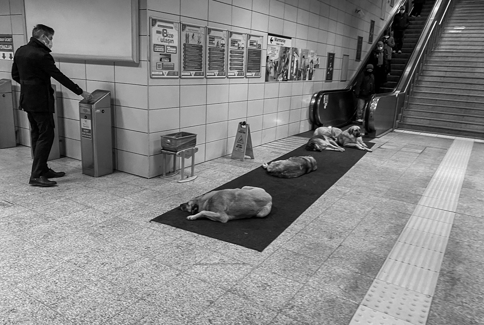 Üsküdar metro station: doggies using their İETT cards on a cold day