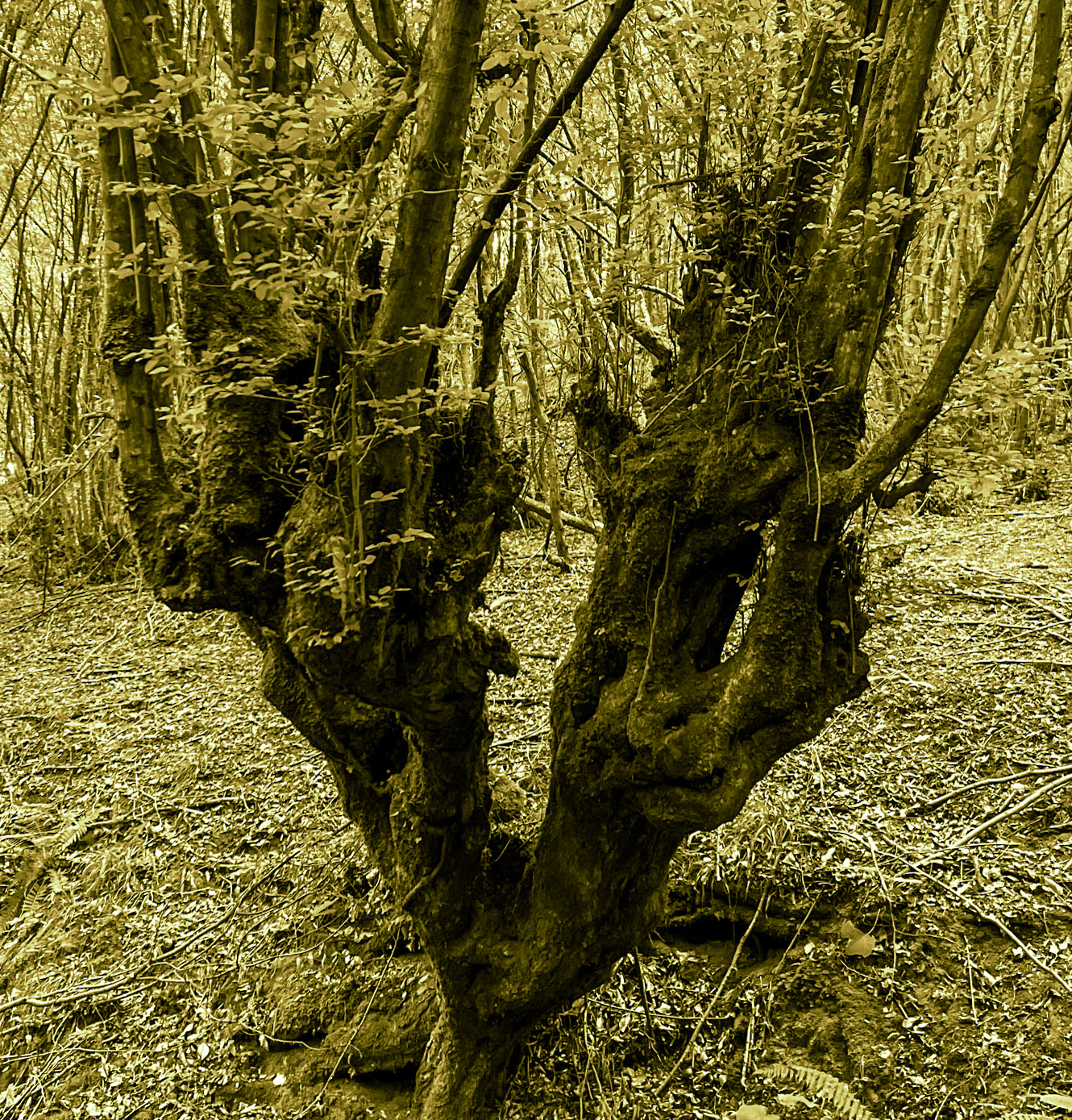 Zerzevatçı streamwalk: forked venerable tree