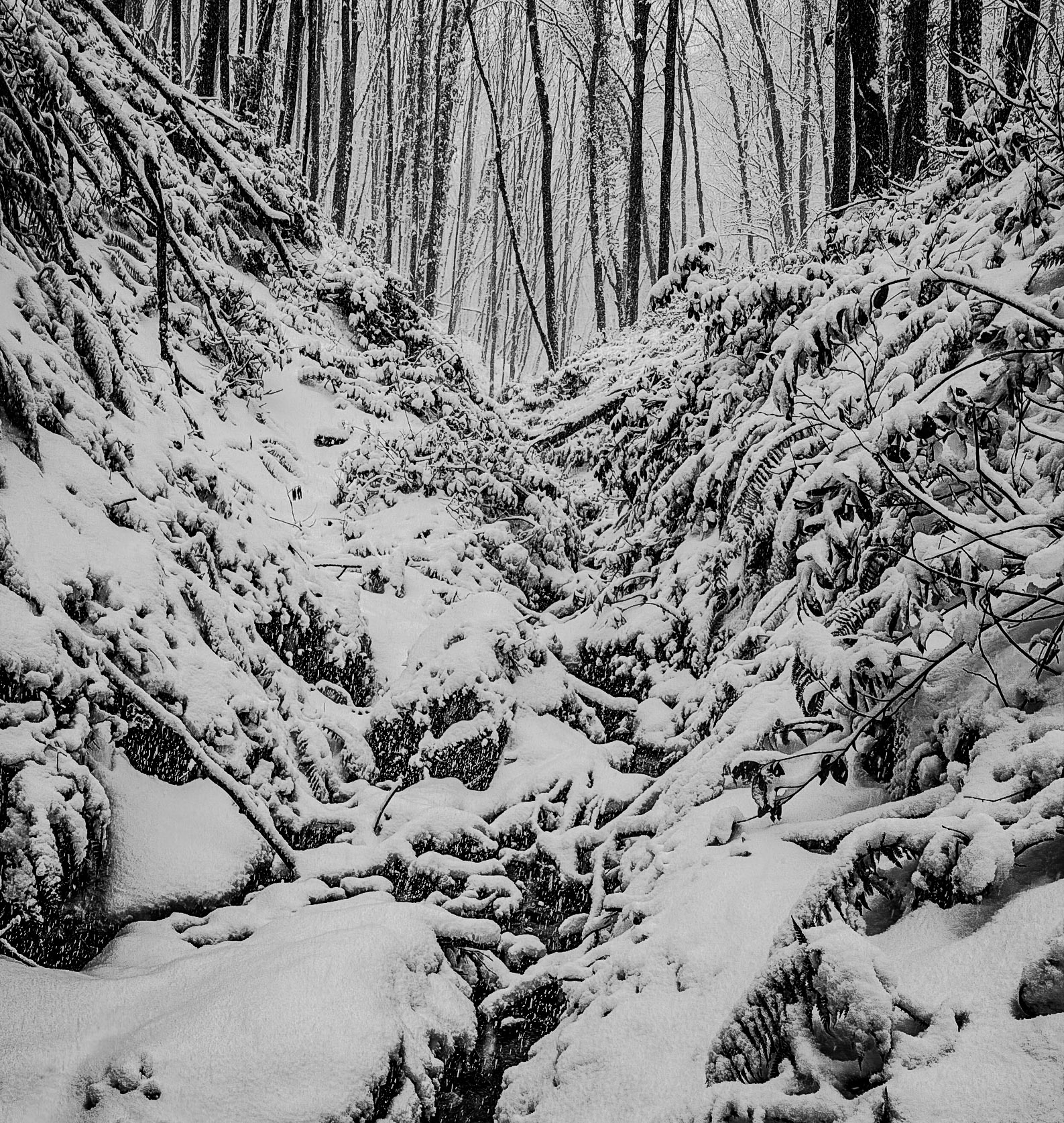 NW Zekeriyaköy streamwalk: it's snowing!