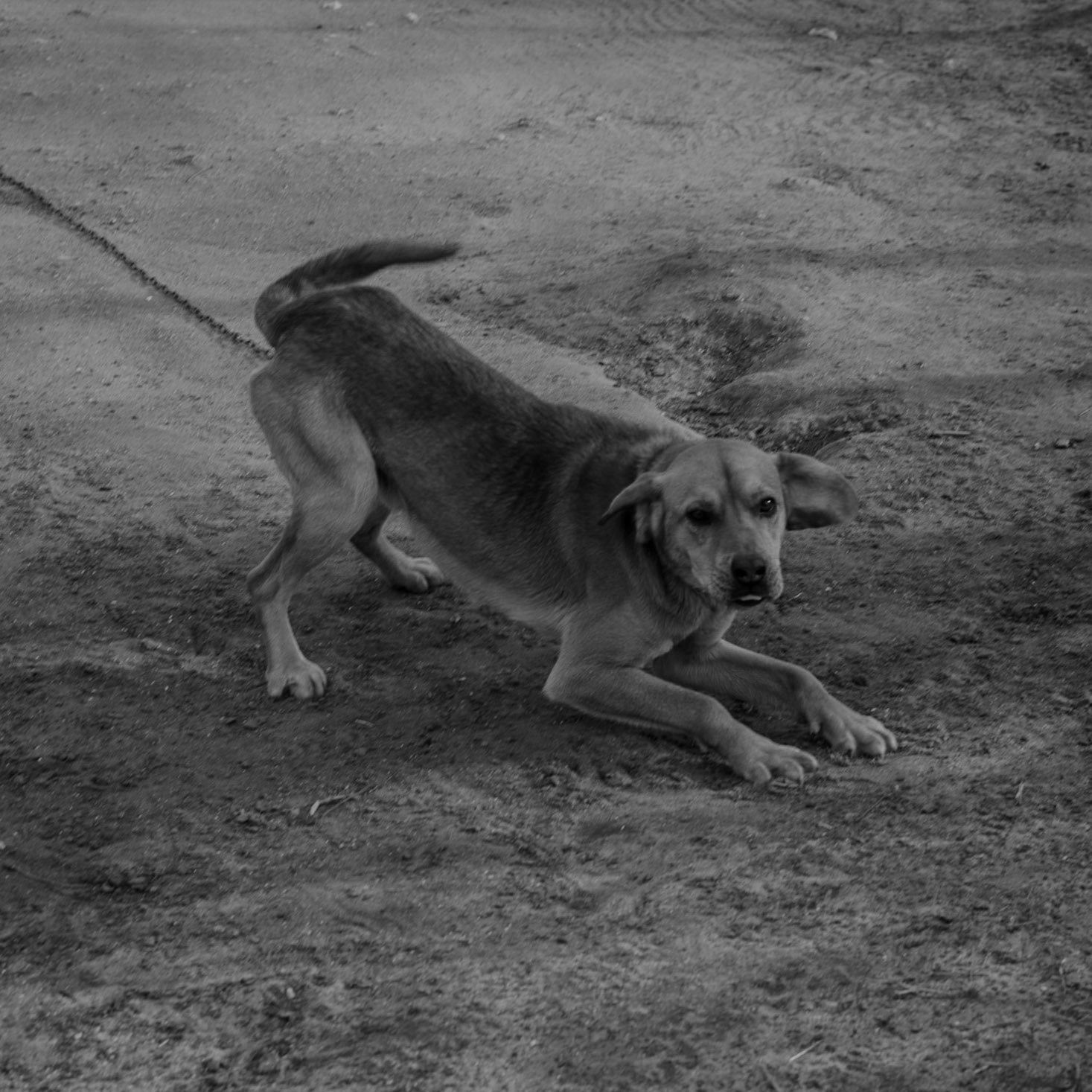 Yeniköy: a chained guard-dog (torture)