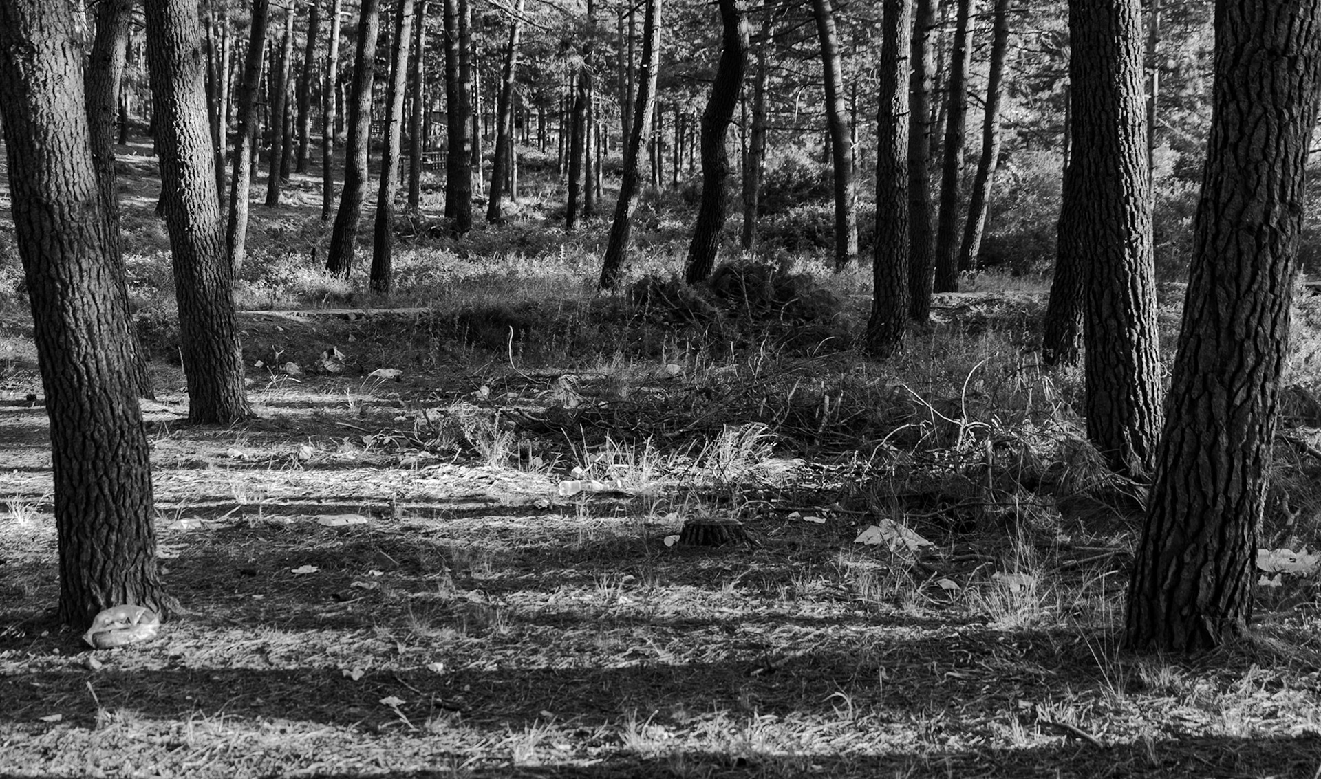 Üçüz woodland: pines