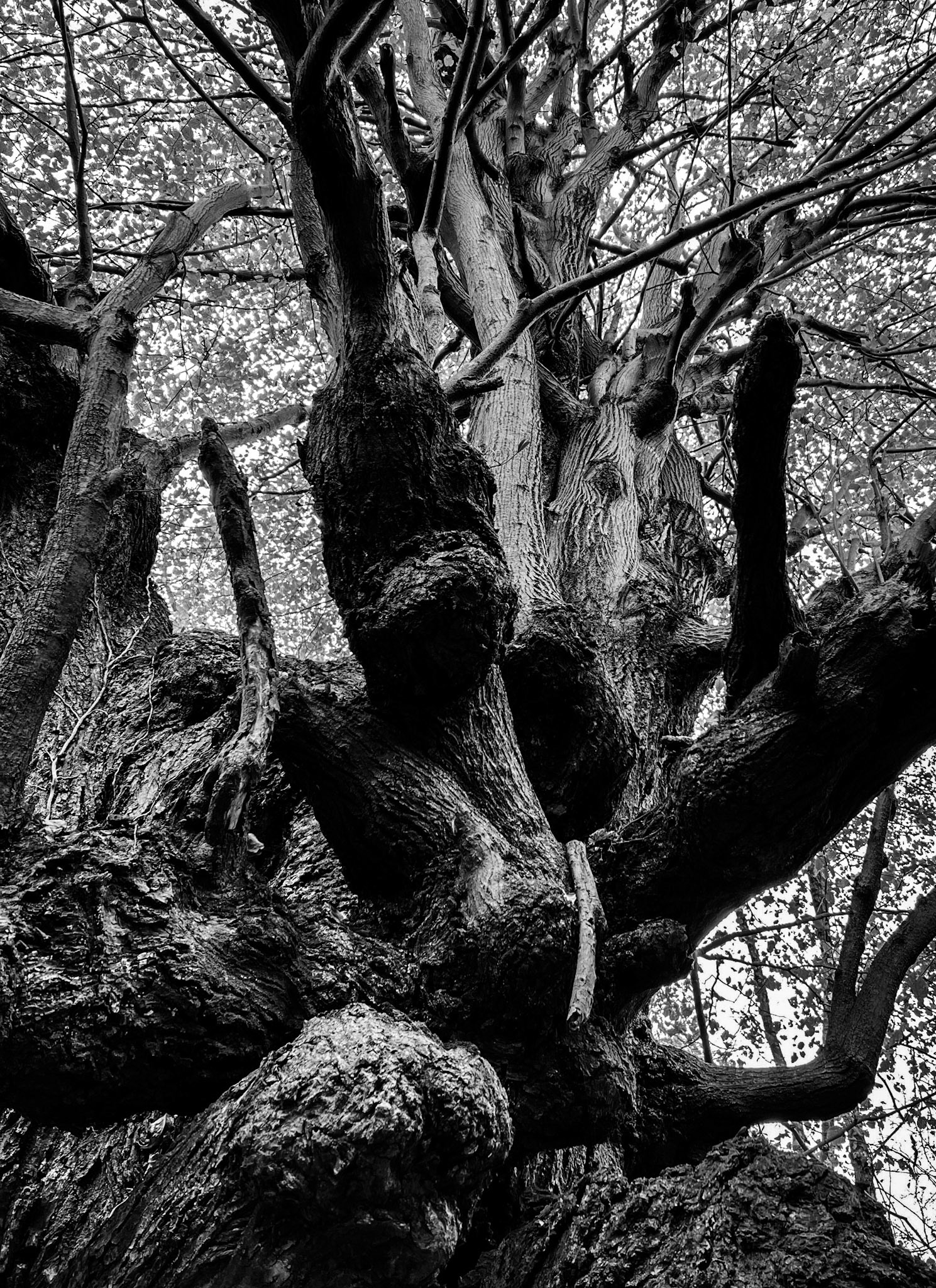 Alibahadır western forest stream valley: ancient tree