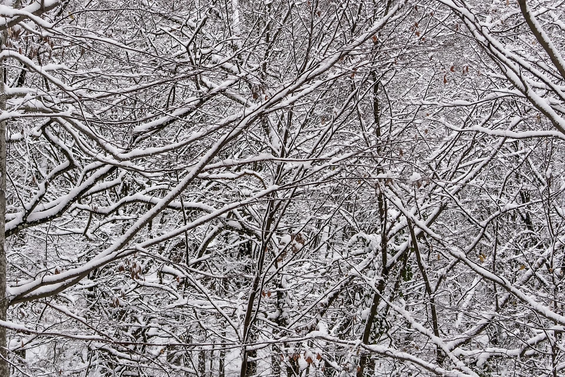 NE Belgrade Forest: snow covered branches