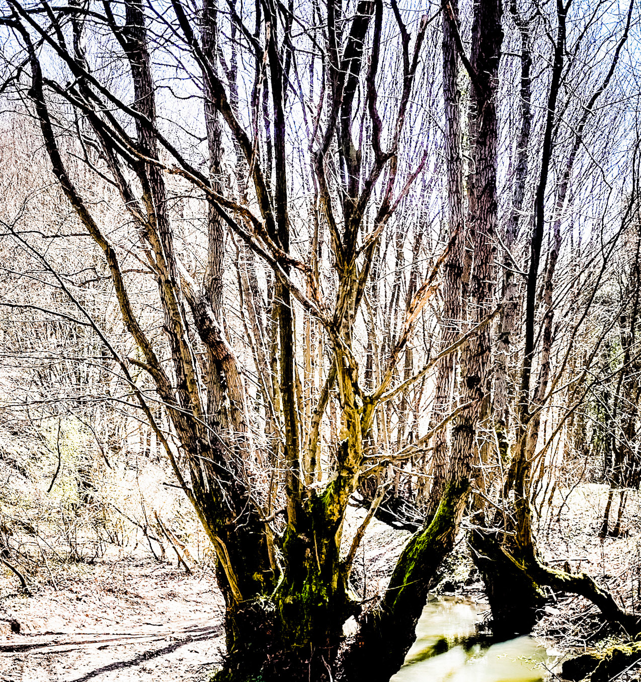 Zerzevat stream valley: trees
