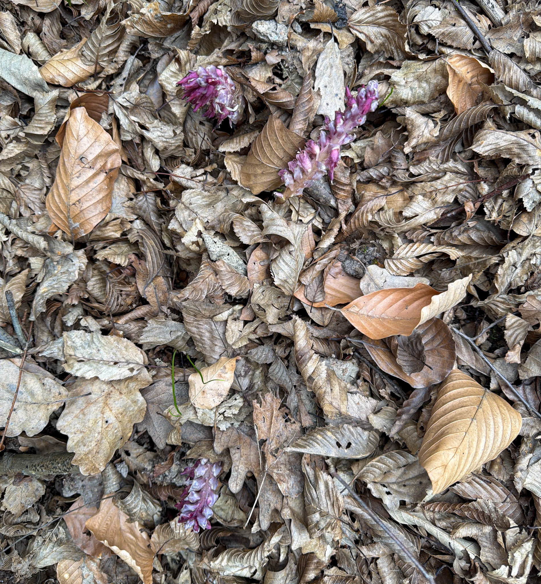 Dolap stream descent: common toothwort in flower