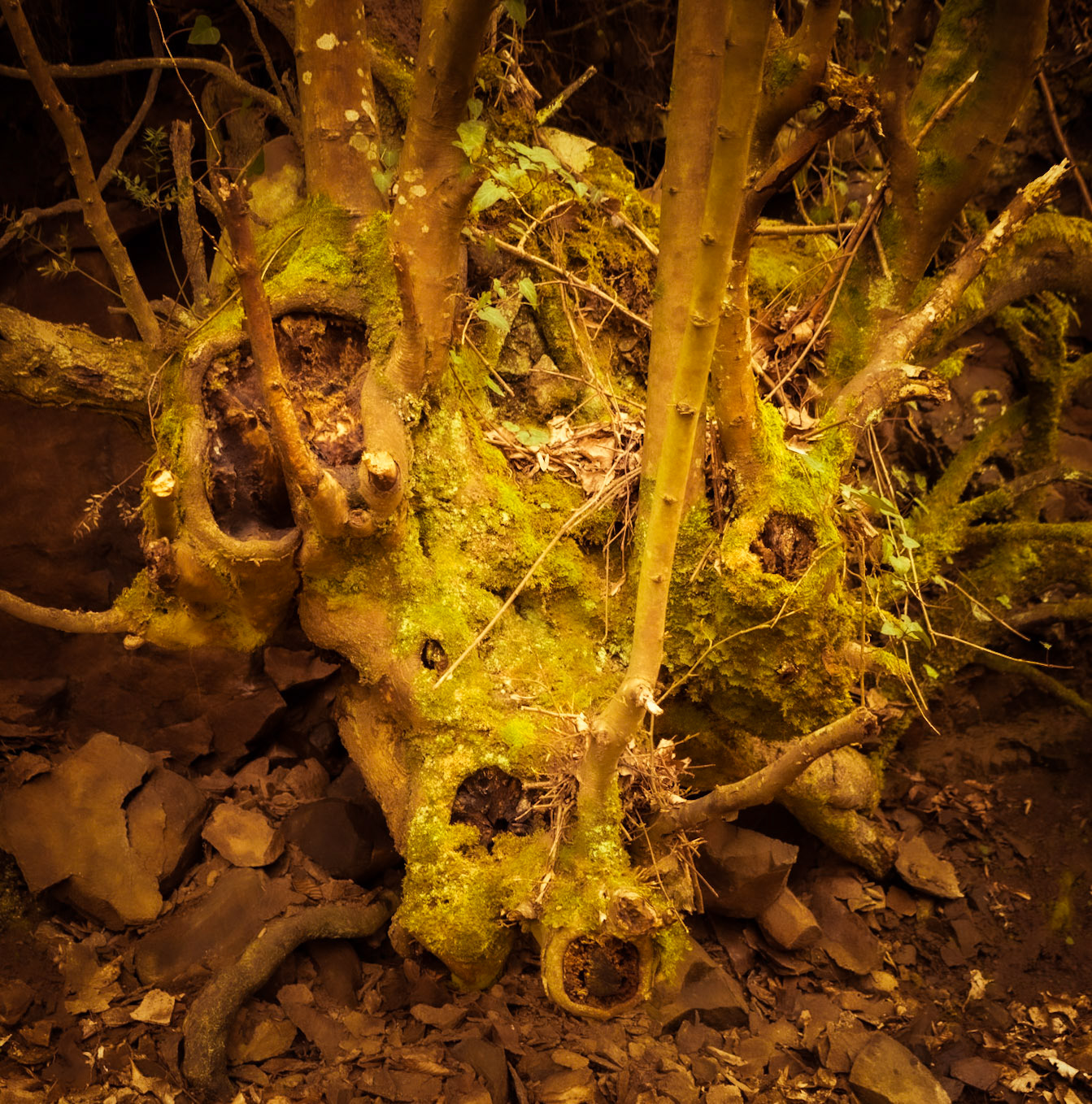 between Öǧümce and the motorway: a zoomorphic old tree by the stream we follow (perhaps a boar transformed into a tree by displeased elves) on 31.3.20