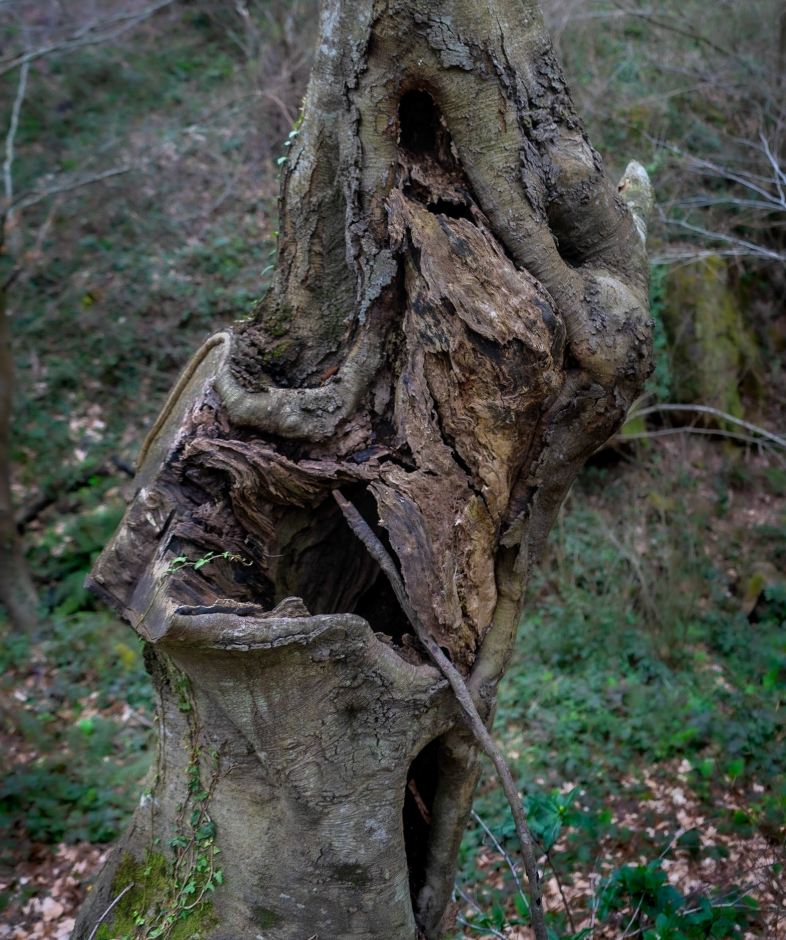 Deǧirmen forest: a knotted old tree on 31.3.20
