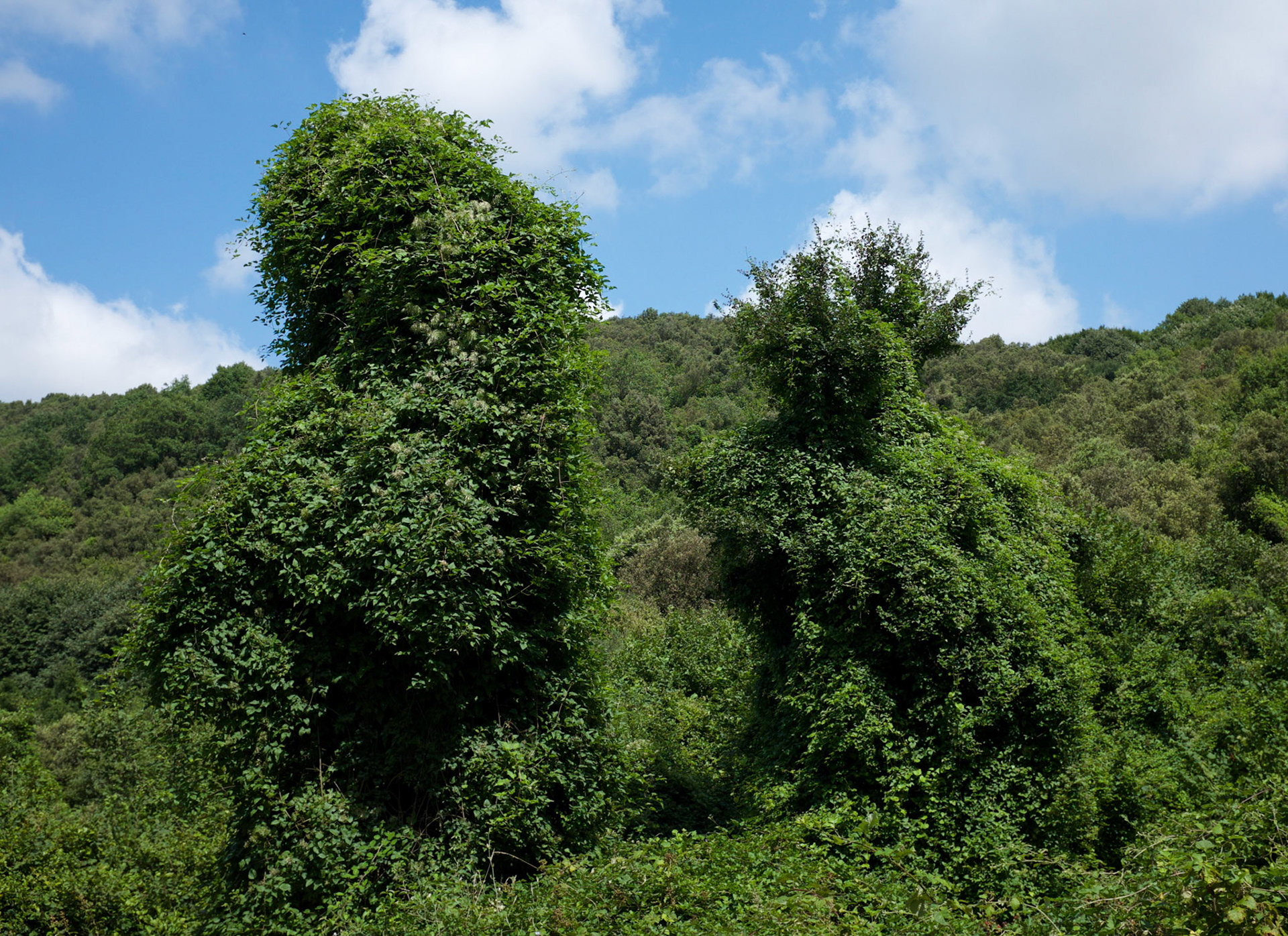 2 more tree-bears, like Jeff Koons' sculptures methinks