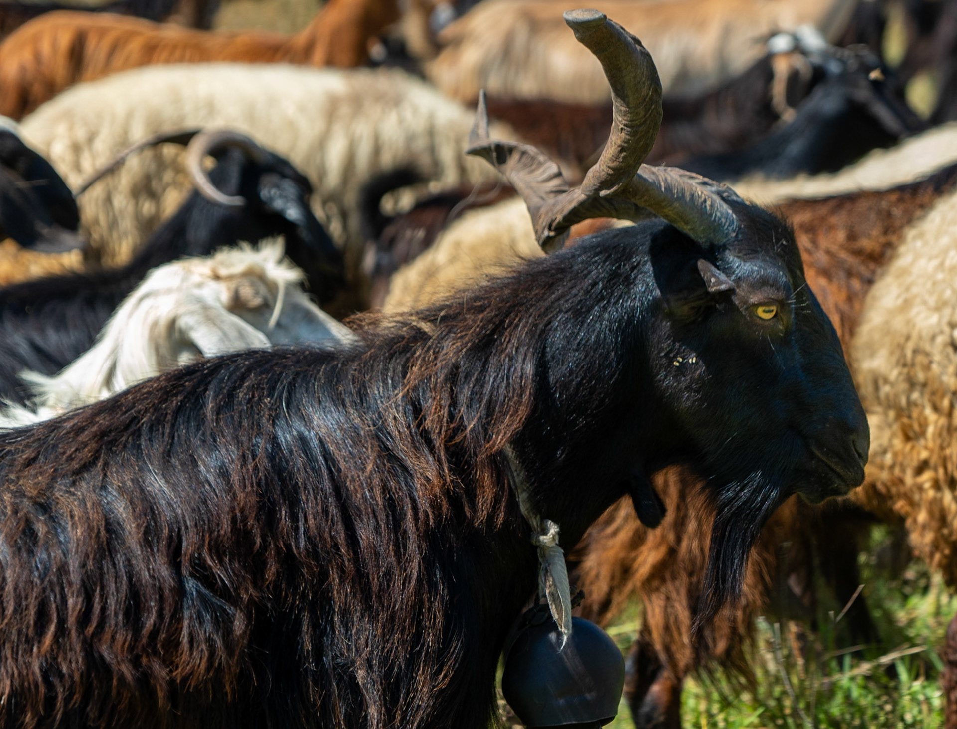 Ömerli shoreline walk: portrait of a yellow-eyed goat