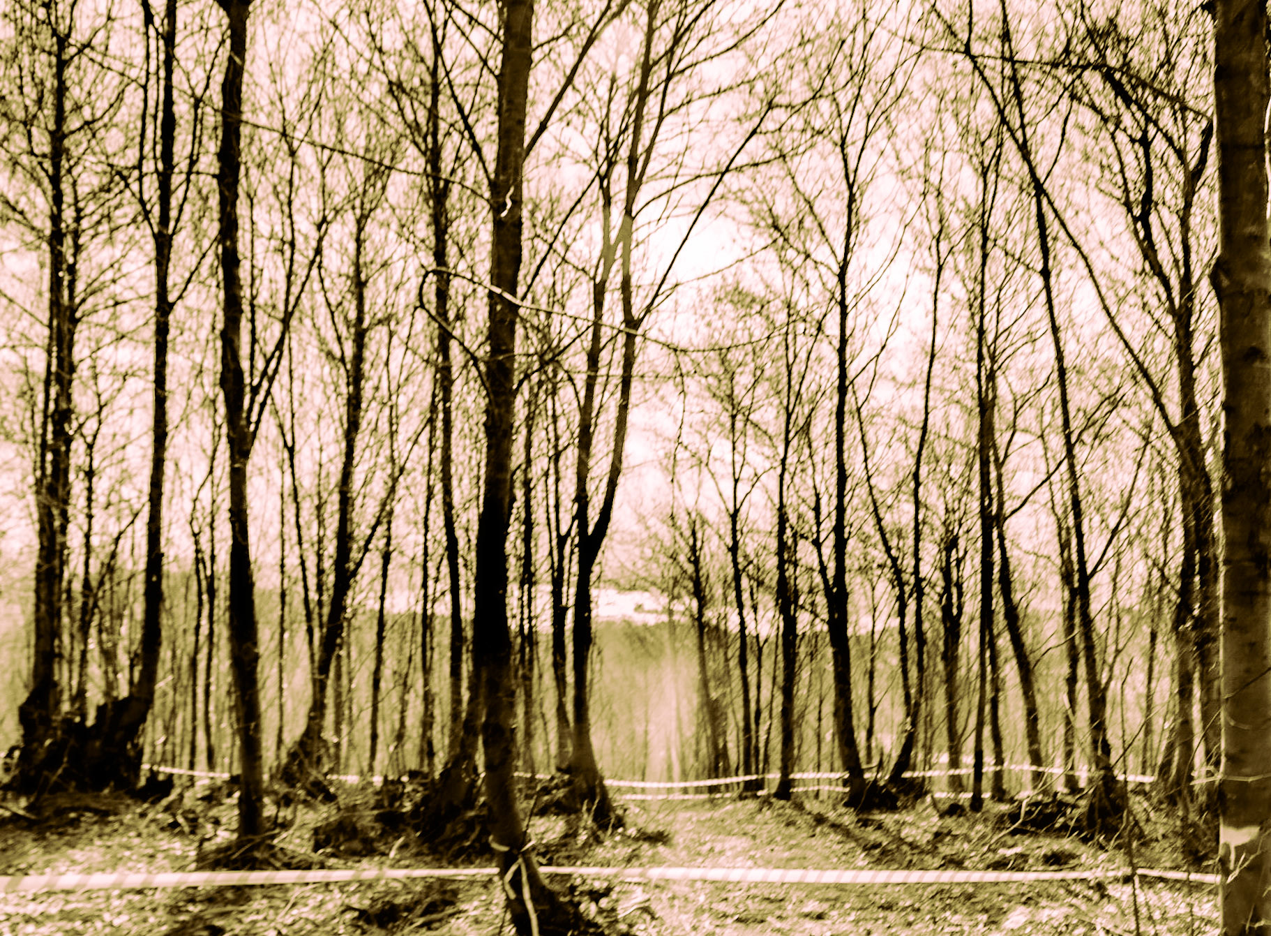 Kaymakdonduran woods: demarcated trees with the Bosphorus behind