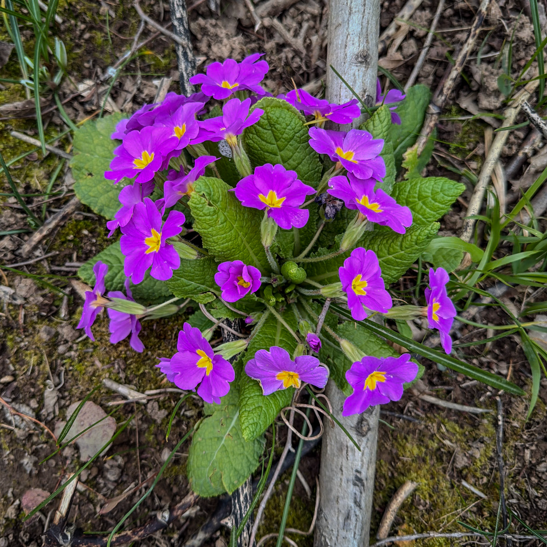 Cenapler wood: primrose