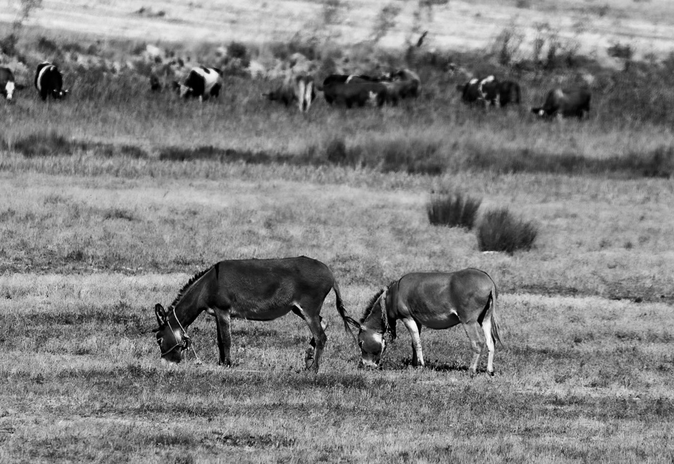 Köseler: donkeys and cows