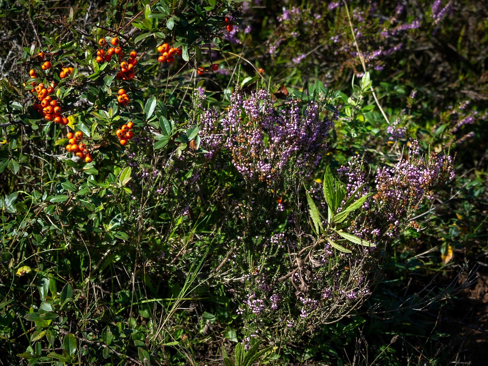 Atdosun forest: heather in flower and a bush with orange berries (what?)