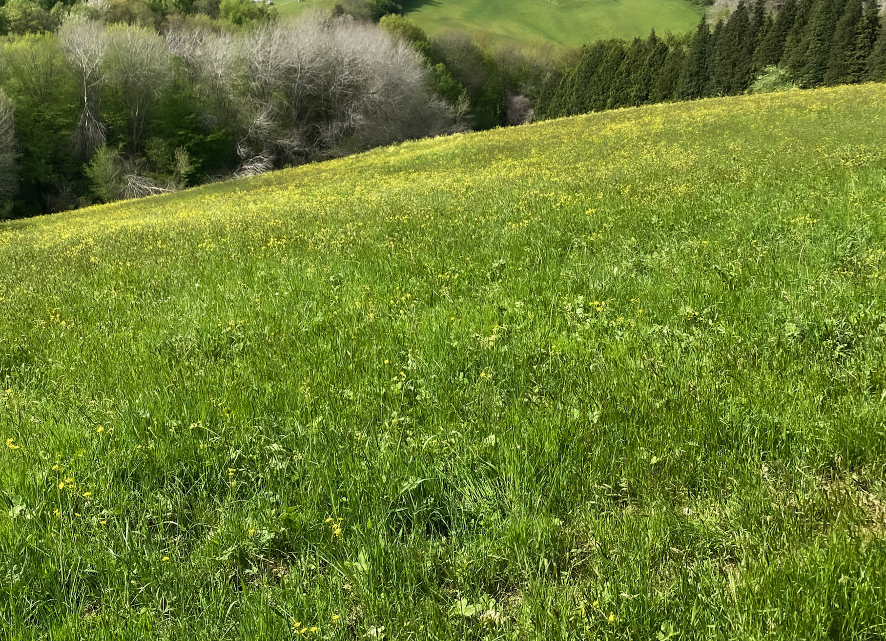 Polonezköy southern flower meadow: view