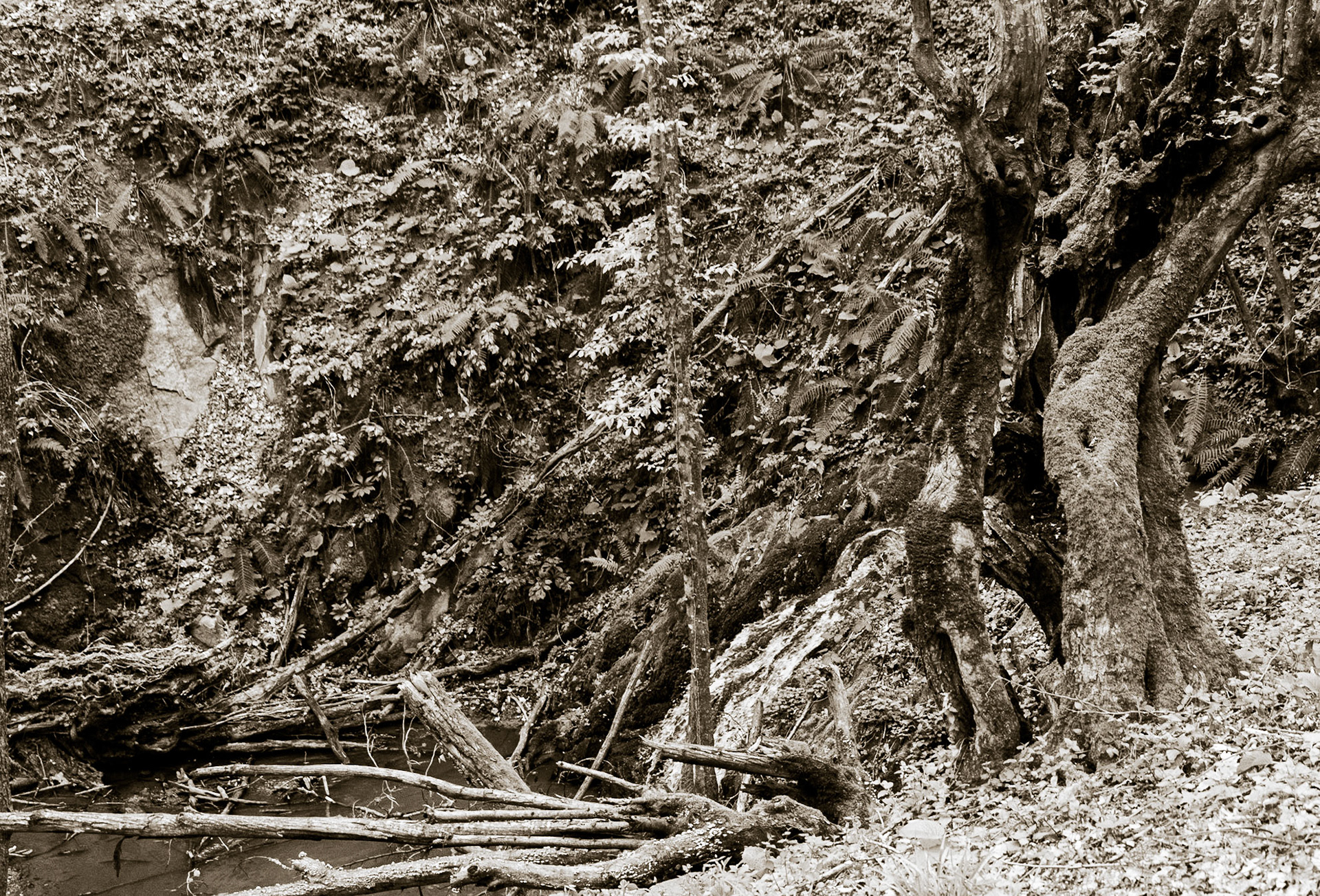 Polonezköy northern forest: small waterfall and hollow venerable tree