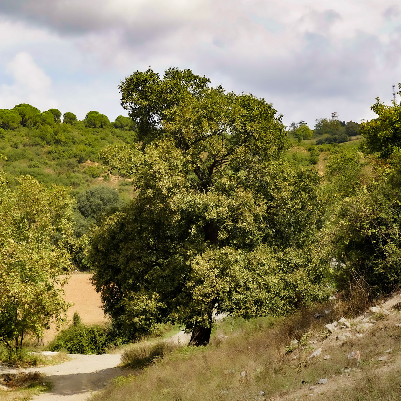 Cebeci cave: nearby tree