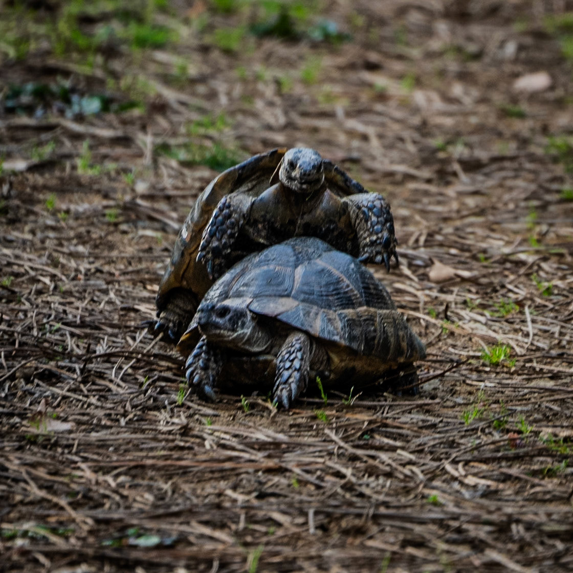 Yuşa Tepesi ascent: mating tortoises