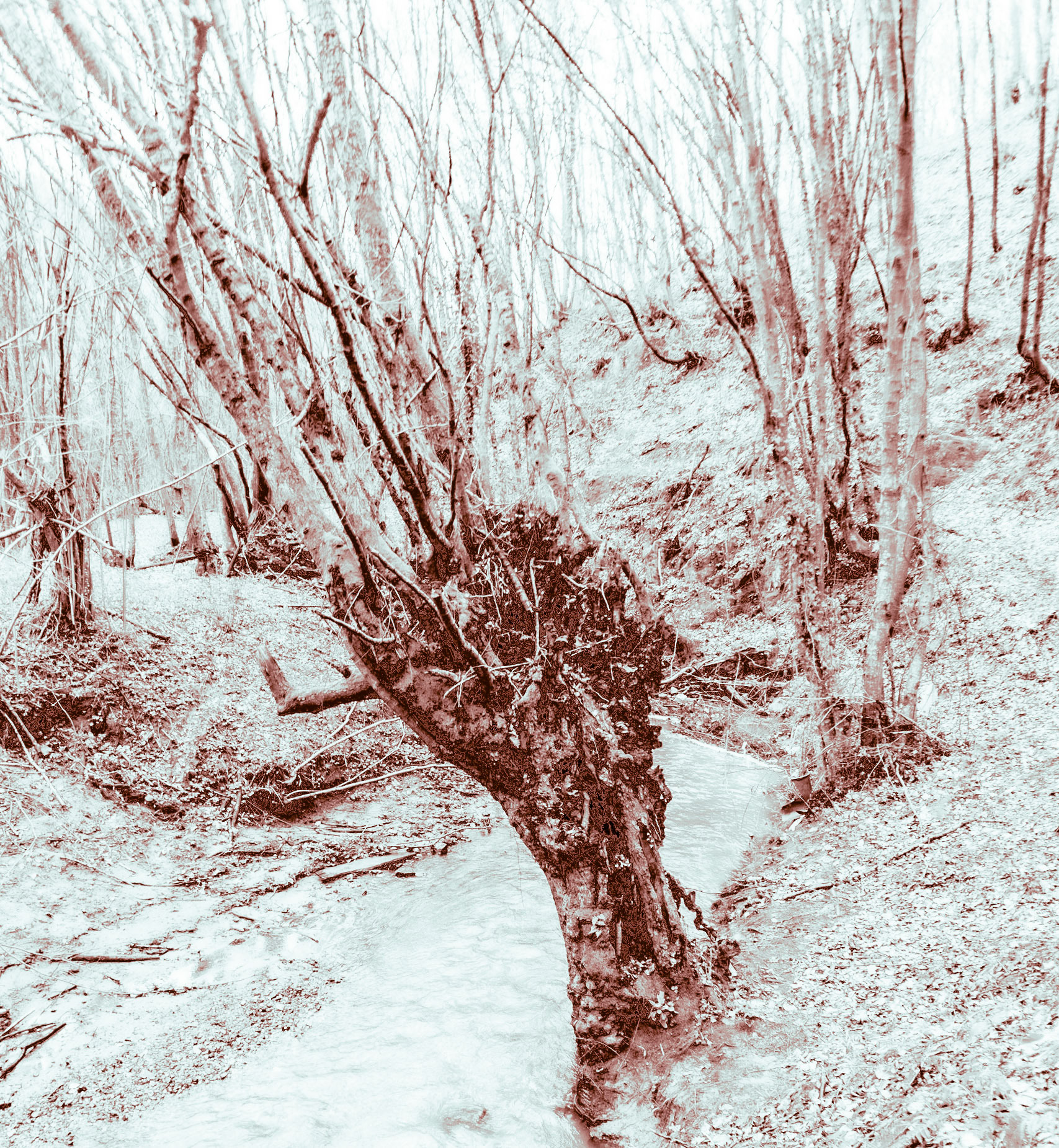 Kozu Deresi valleys: stream and old trees