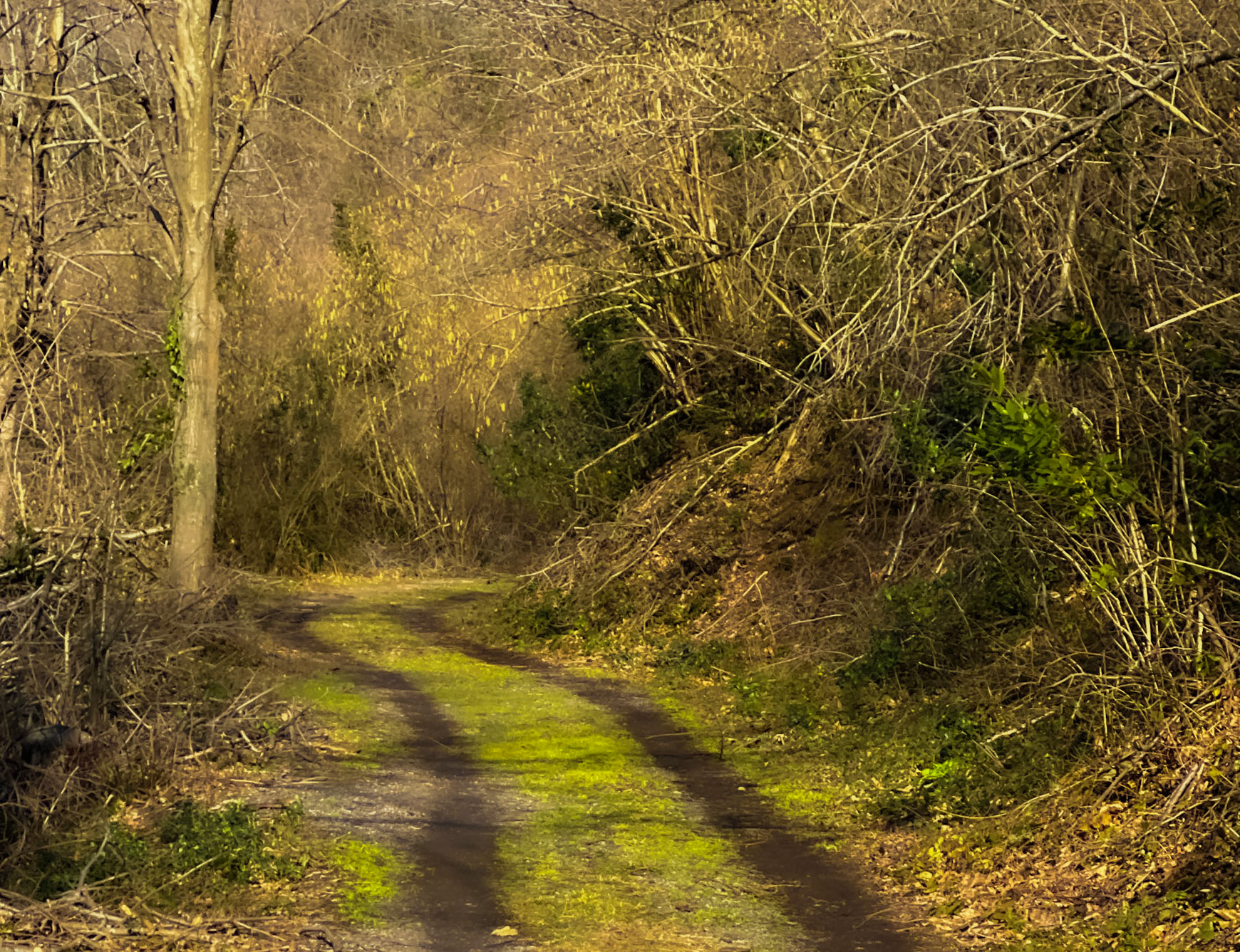 Akbaba northern forest: green track