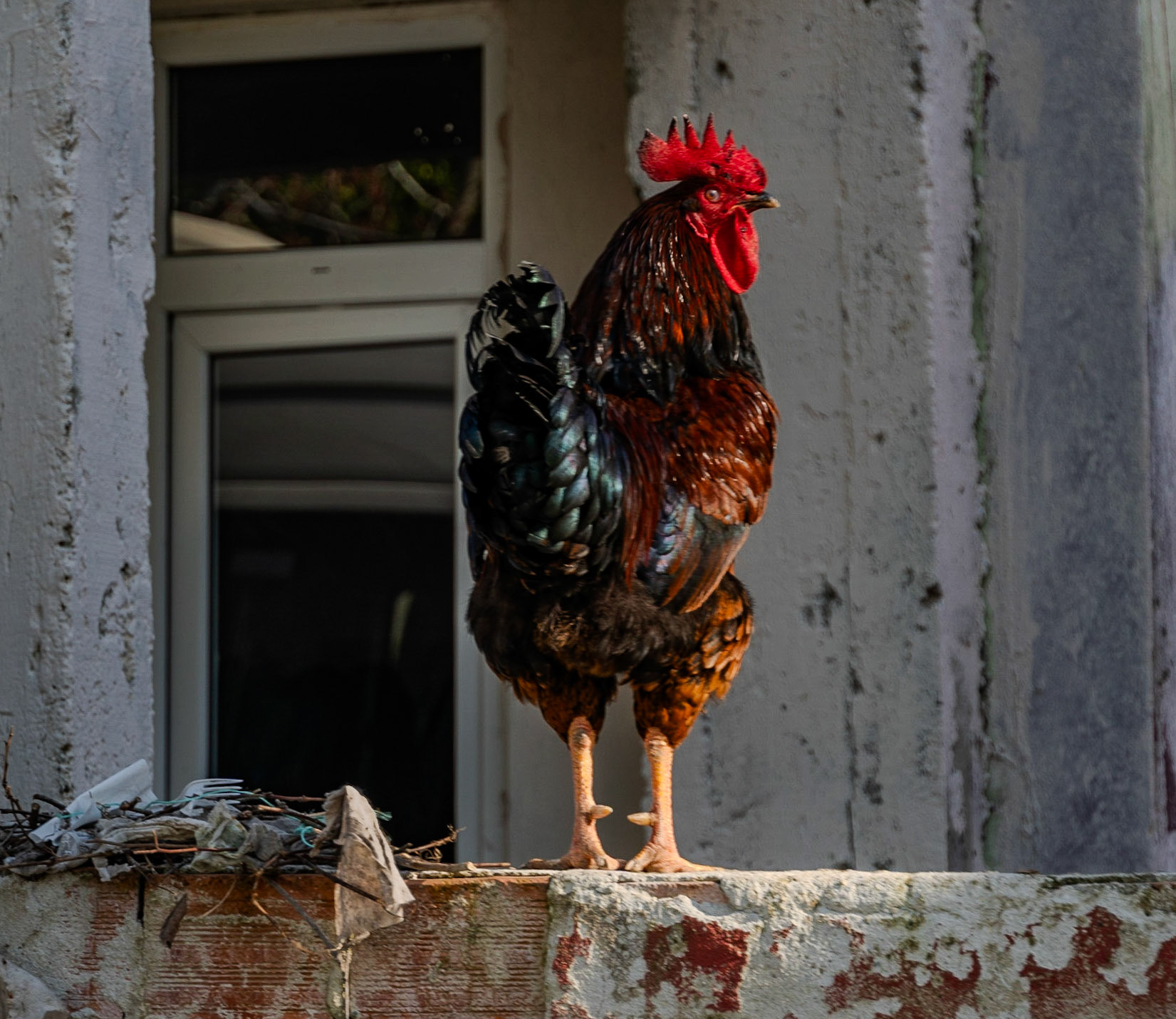 Boyalık: a cockerel giving us the eye