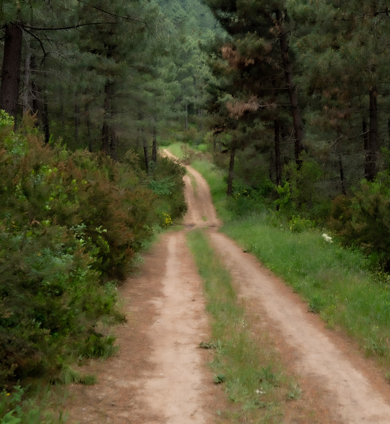 Adadaǧ hills: forest track