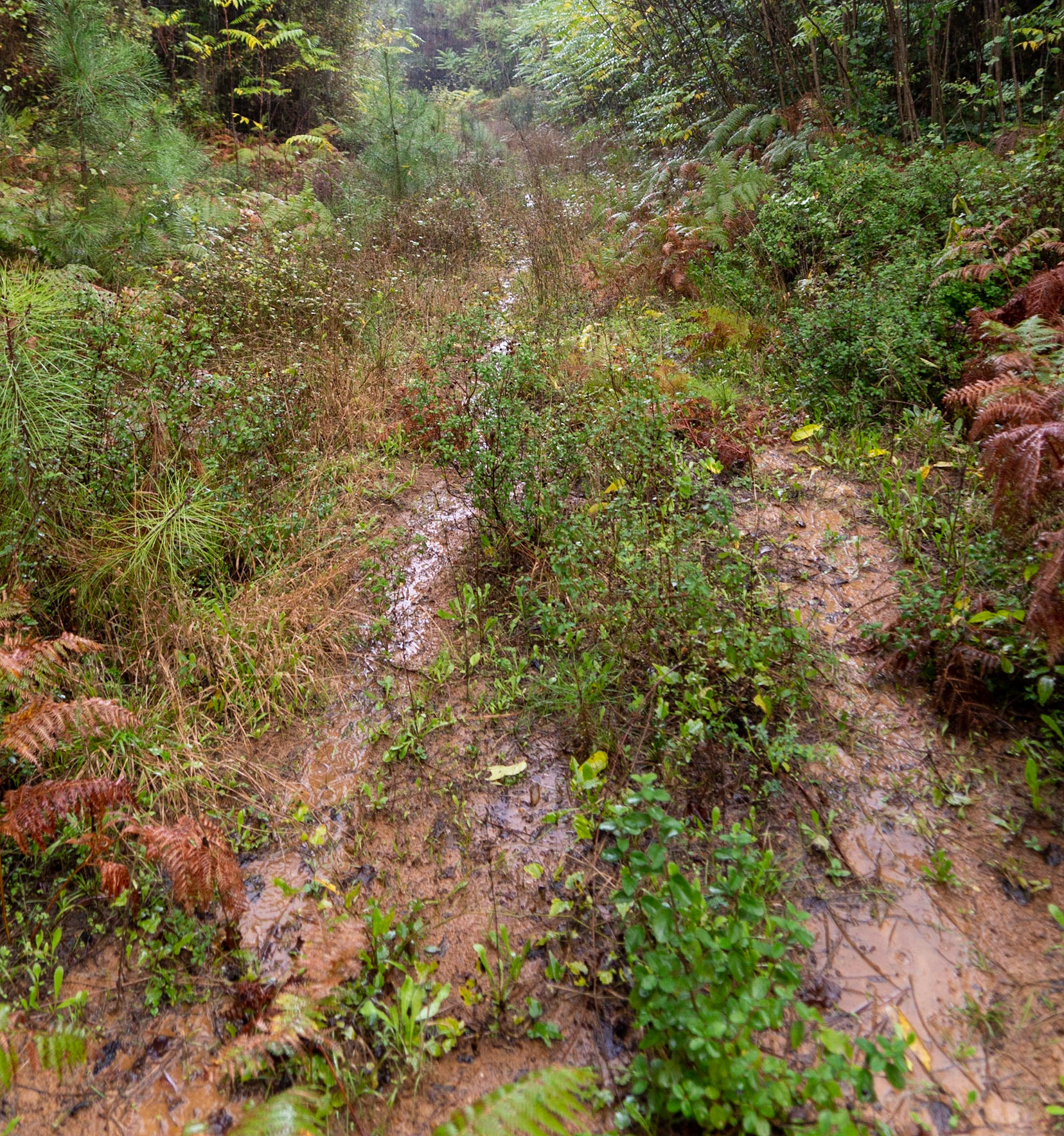 heading south from Poyraz: our wet track just where we turned right to beeline down to the parallel track