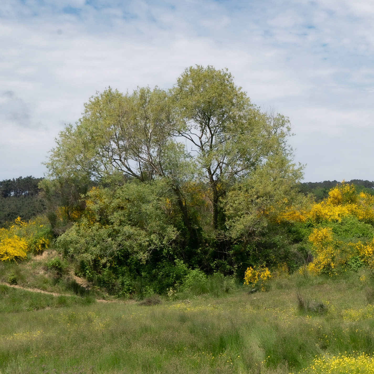 the northeastern Sazlıdere flower meadow: trees