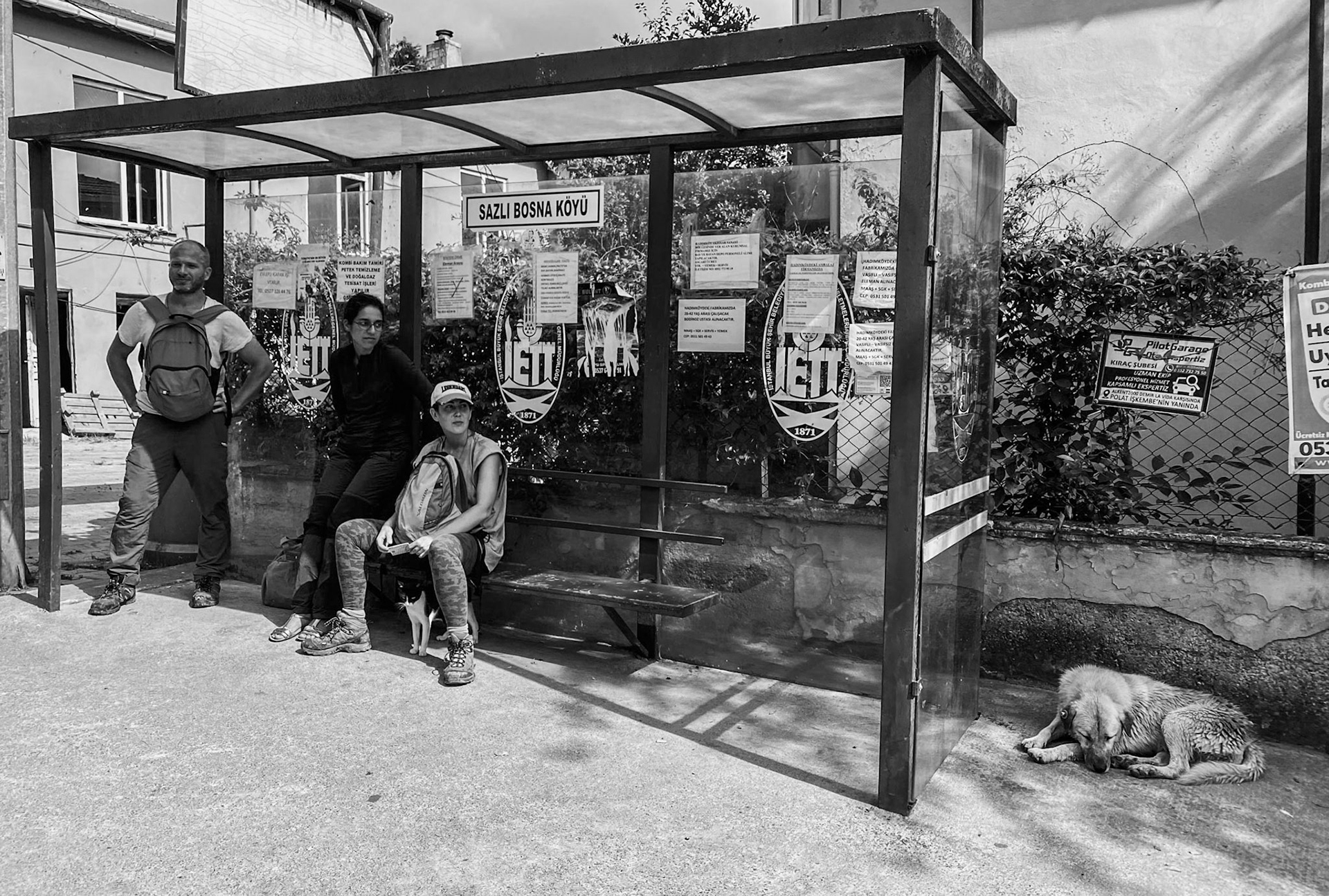 Sazlibosna bus stop: we say a sad farewell to Scraggle